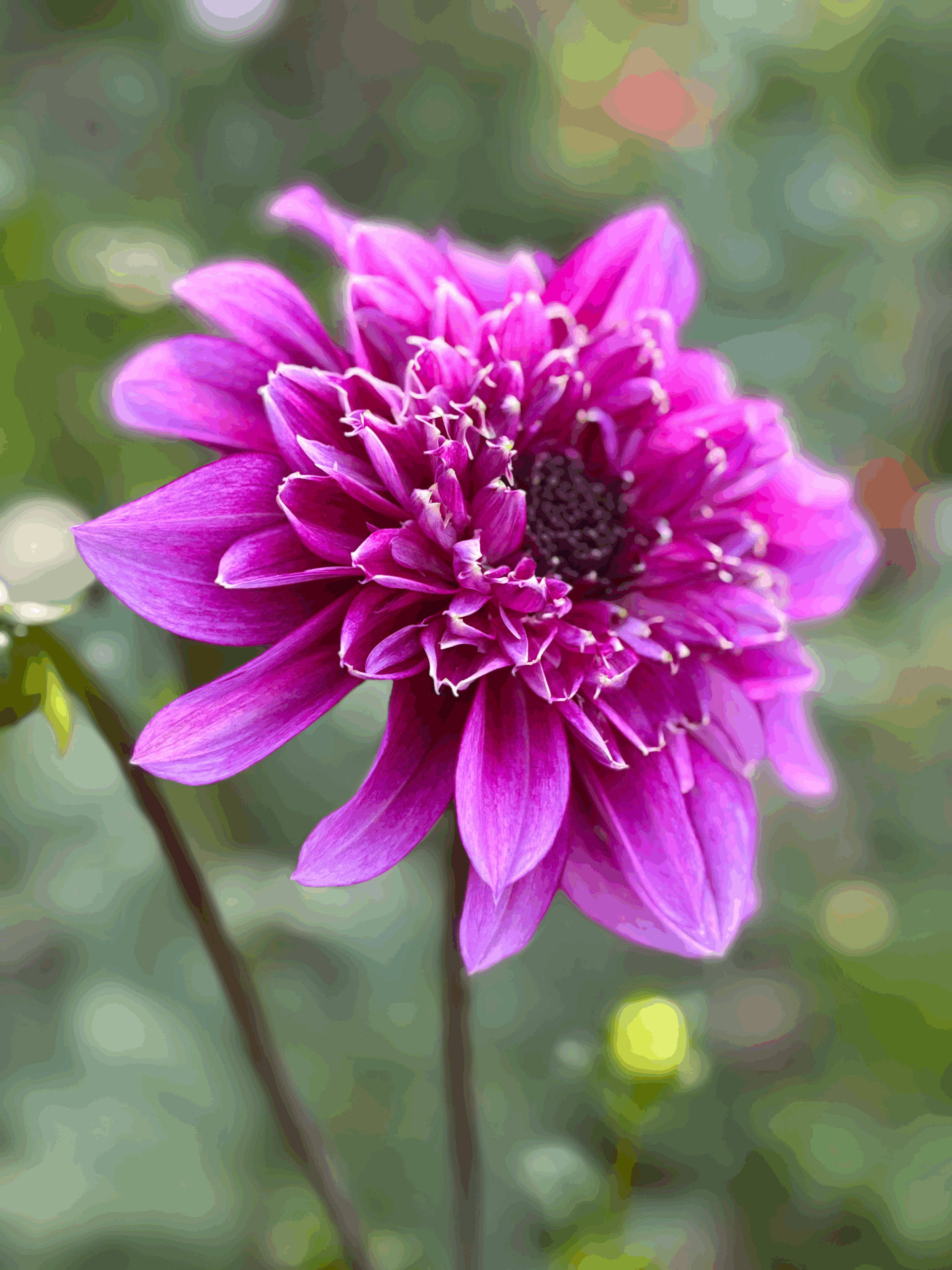 Picture of a Richard's Fortune dahlia flower
