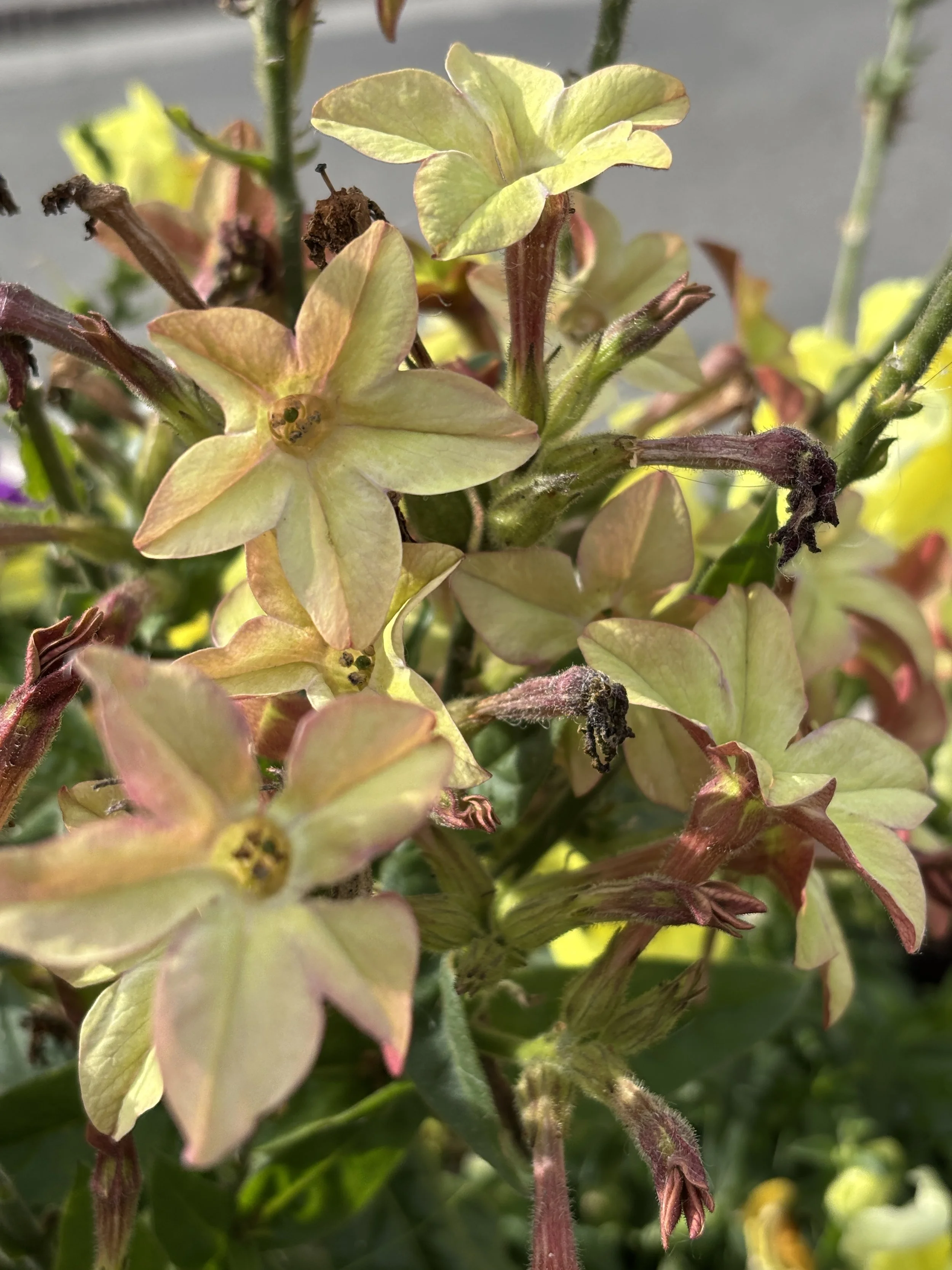 Image of a Nicotiana flower