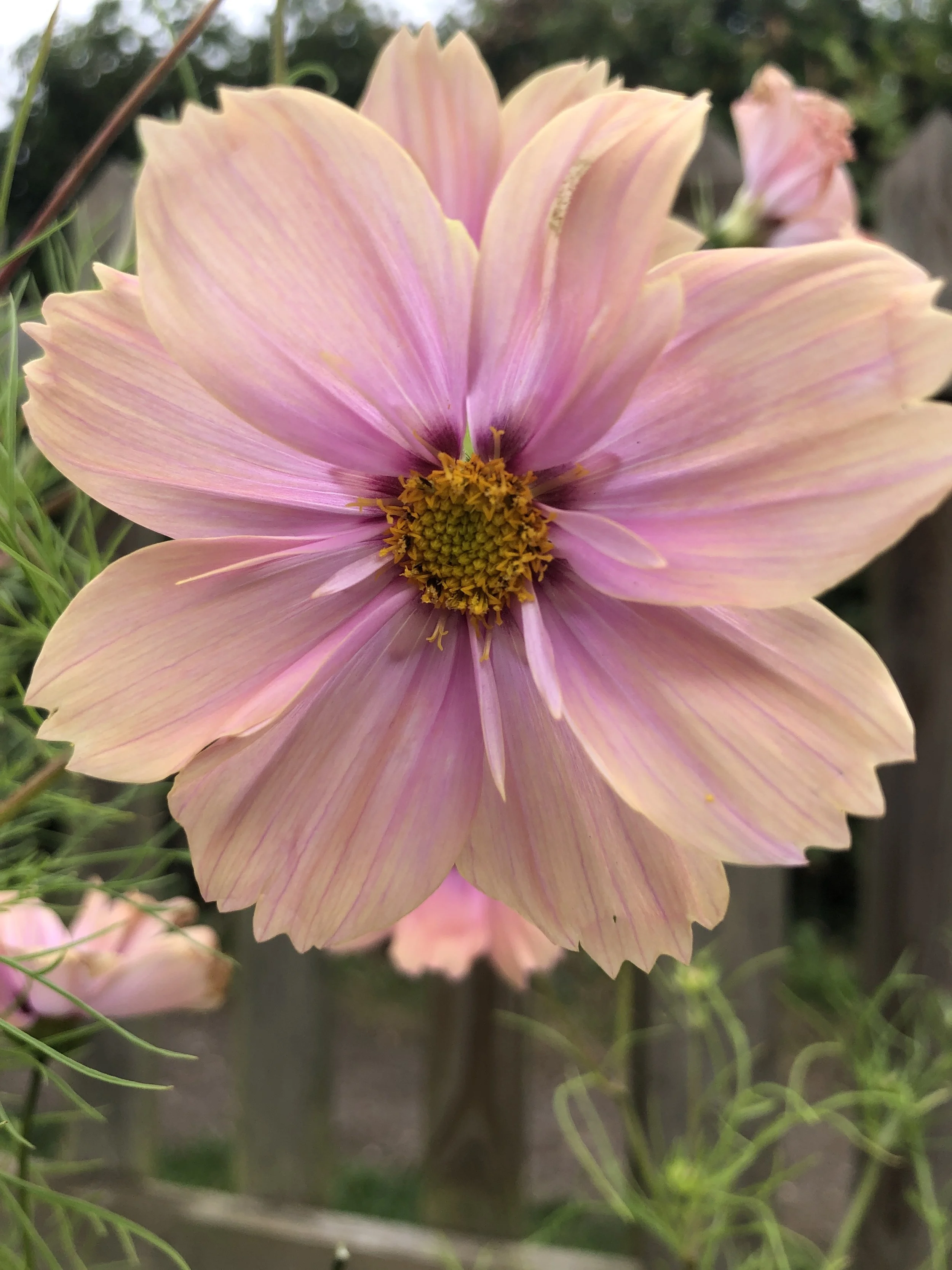 Image of a peach cosmos flower grown from seed sold by Missenden Seeds