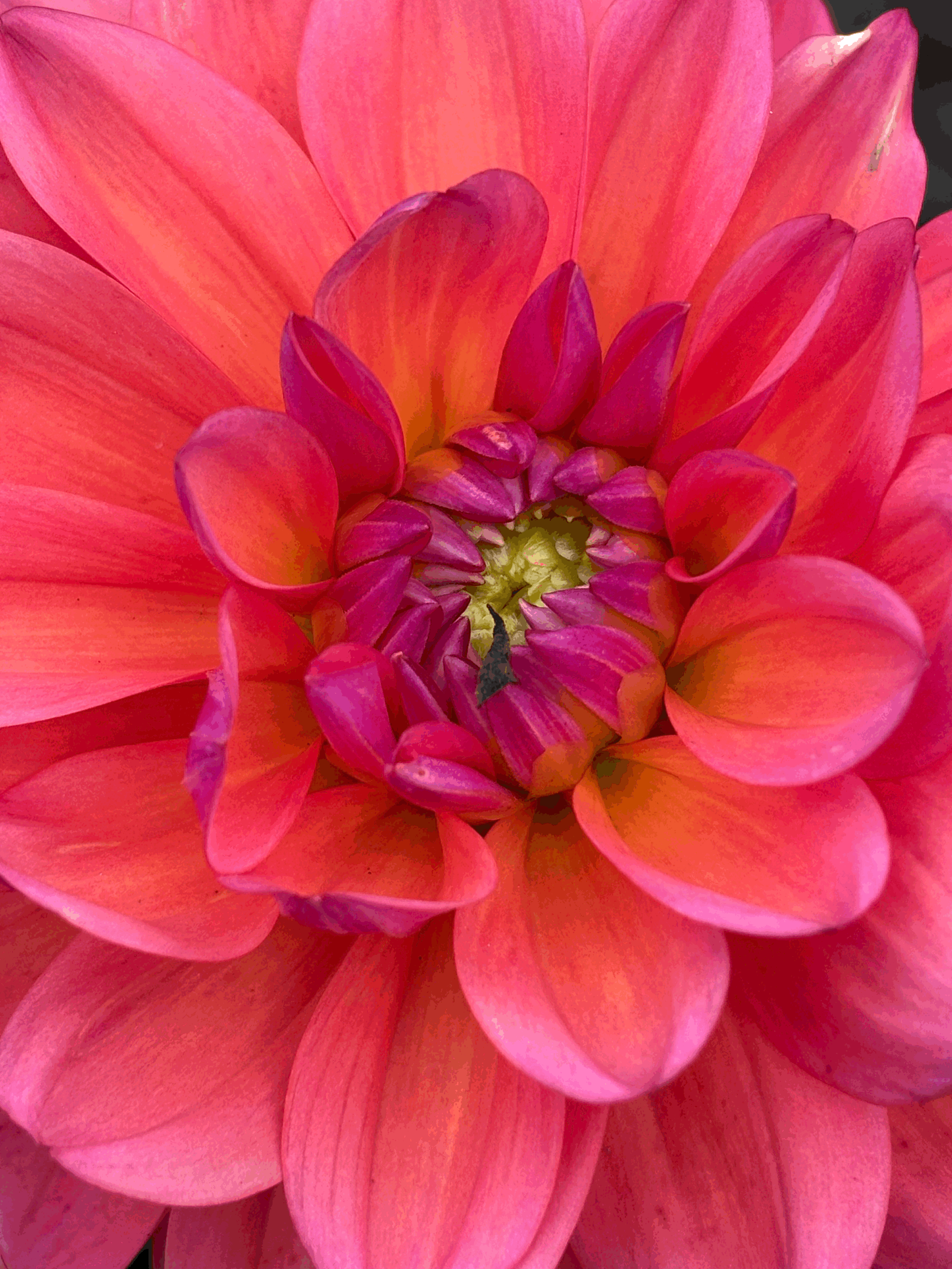 Picture of a Great Silence Dahlia flower