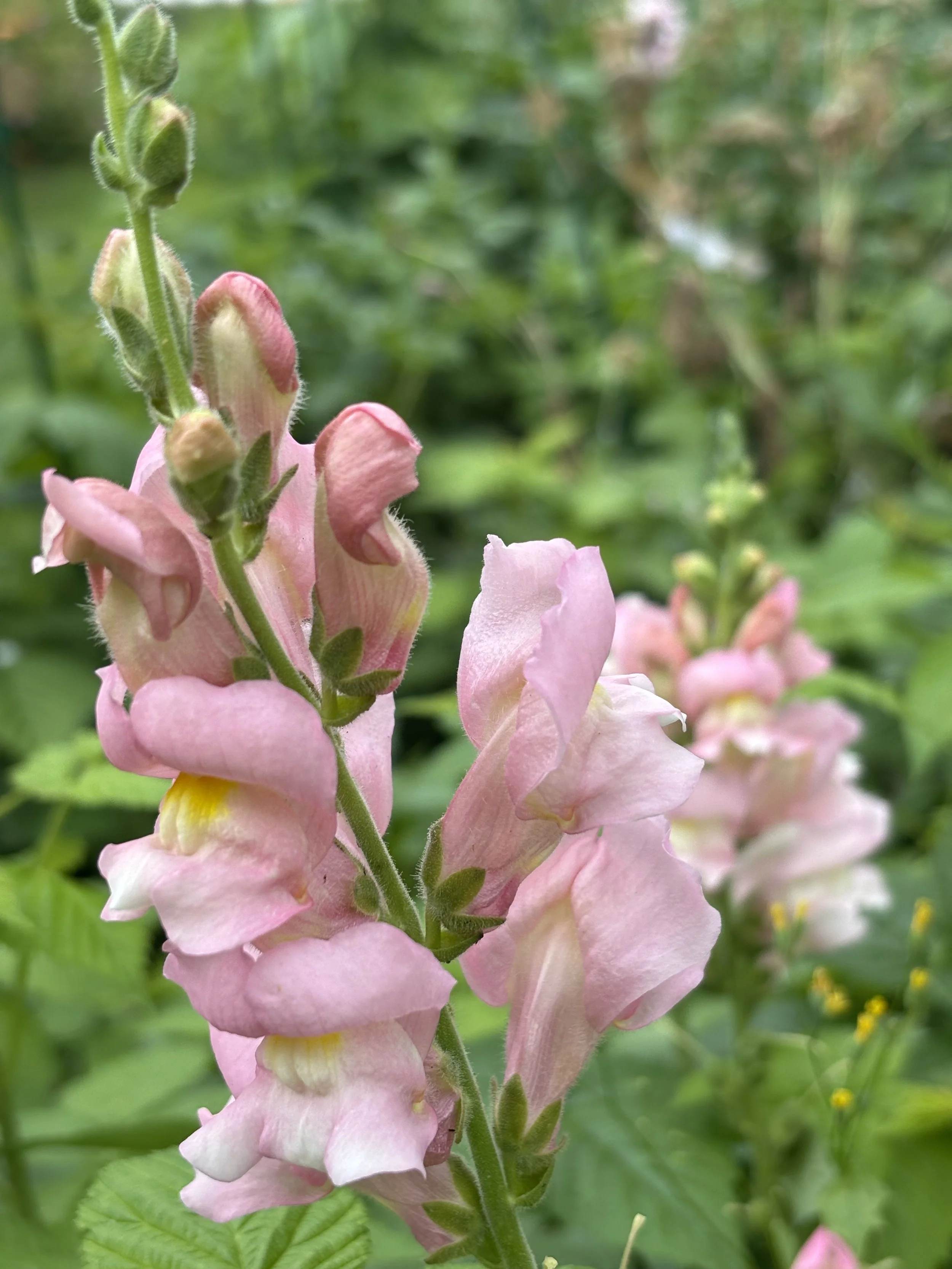 Snapdragon The Rose Seeds British Grown