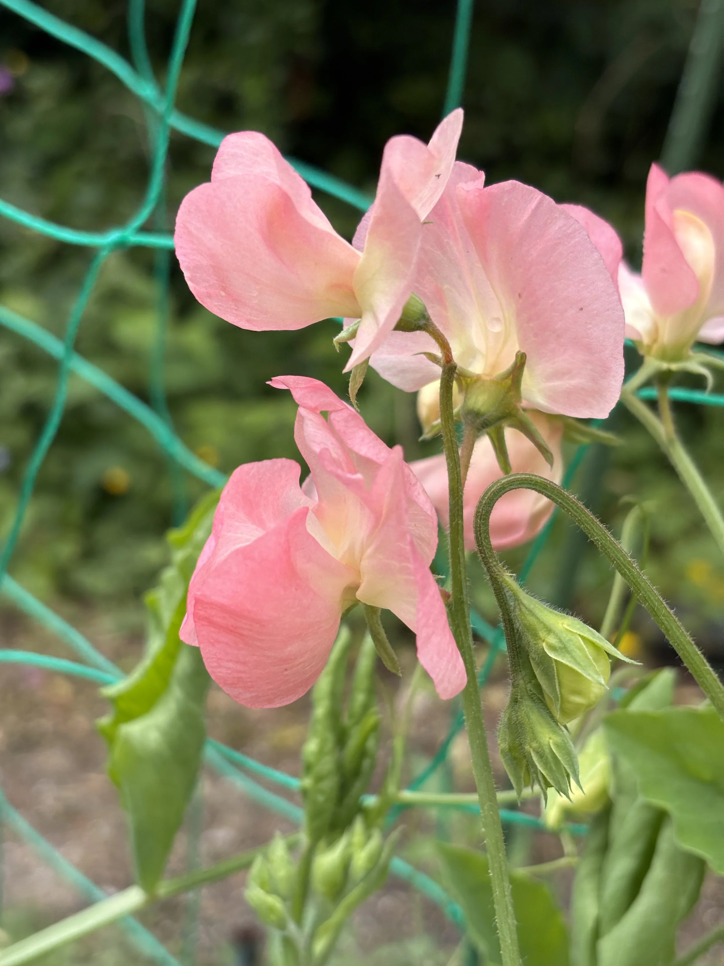 Image of Sweet Pea Watermelon