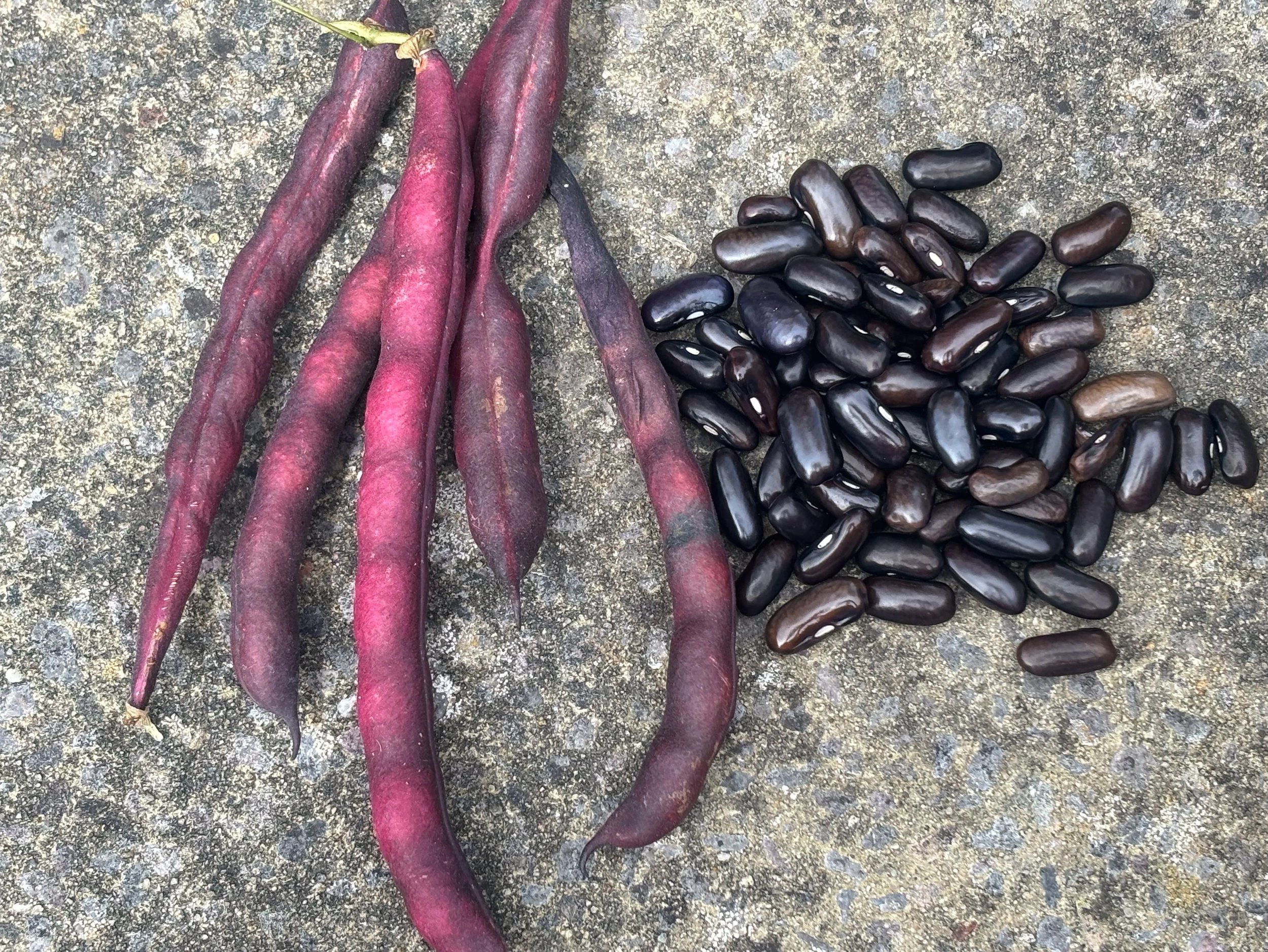 Image of Cherokee Trail of Tears Climbing Bean