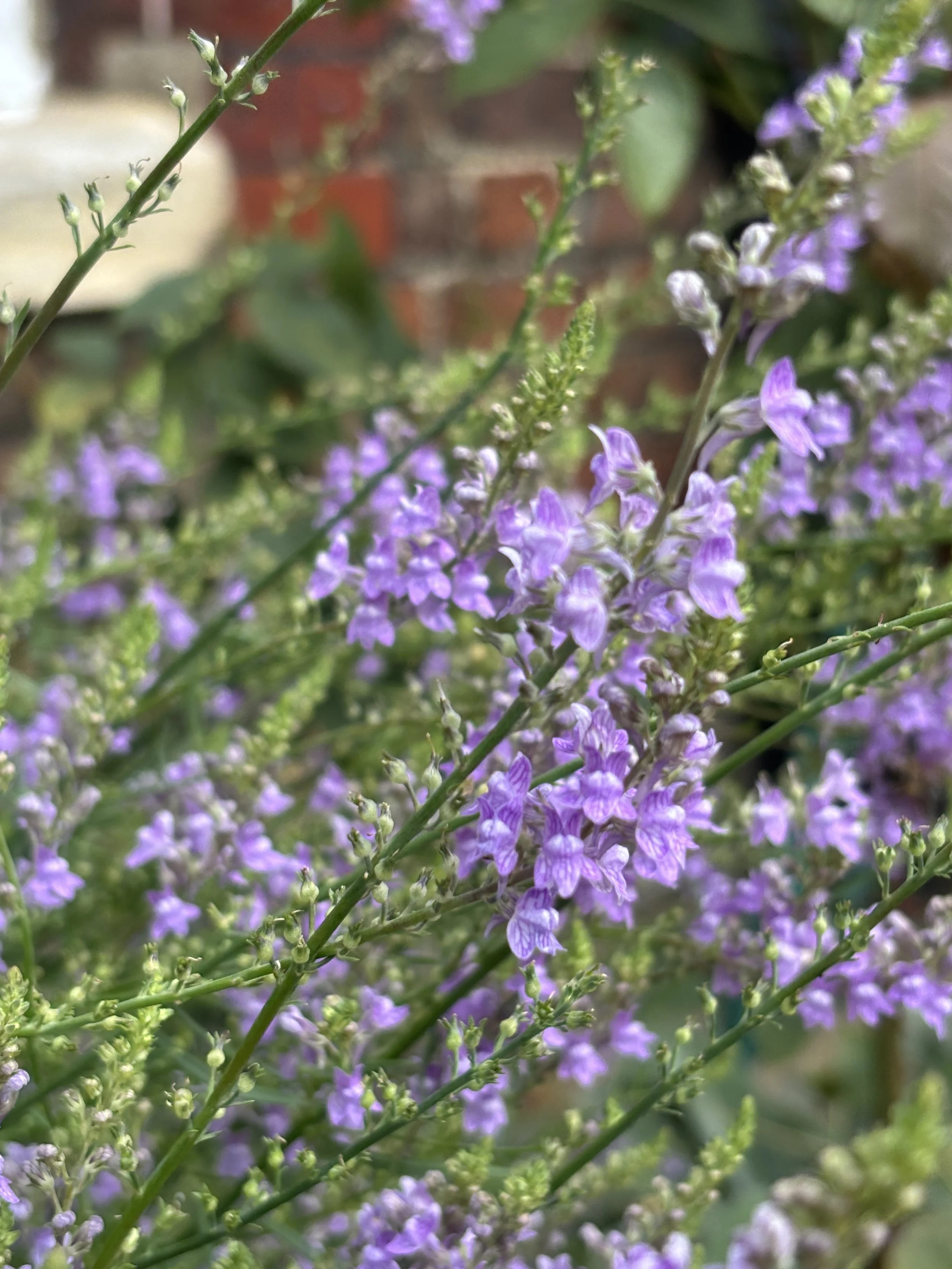 Image of linaria purpurea
