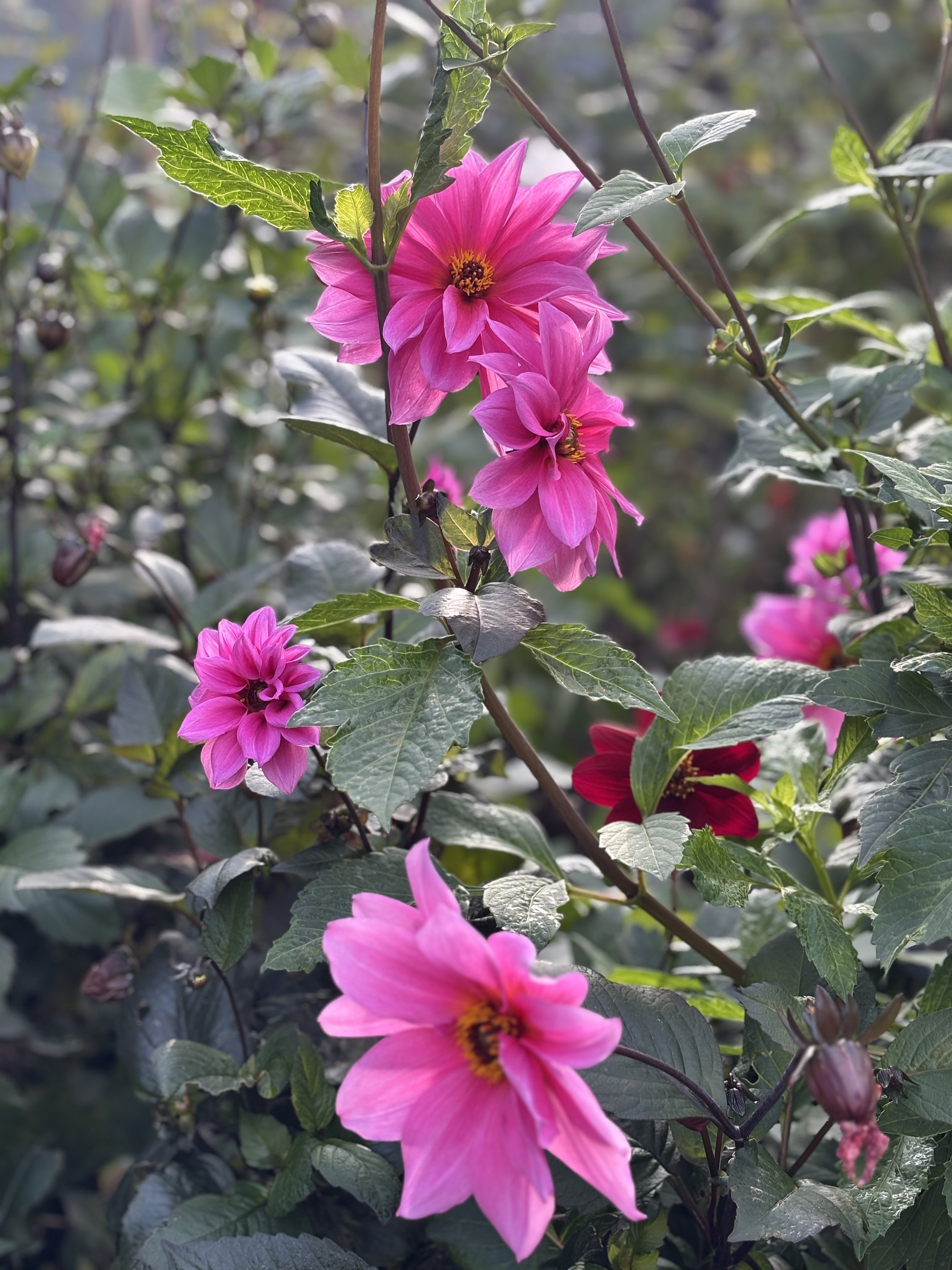 Picture of a Dahlia Fascination Flower