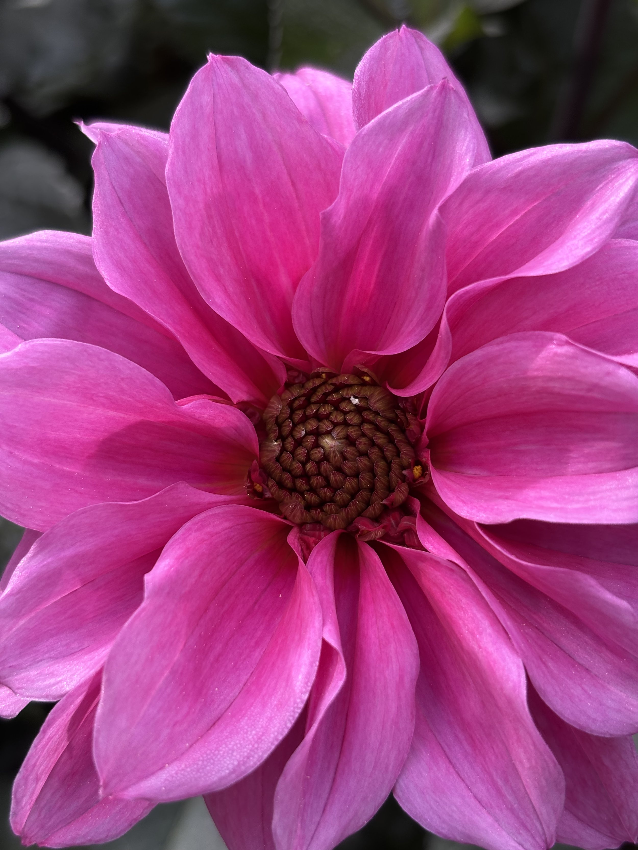 Dahlia "Fascination"