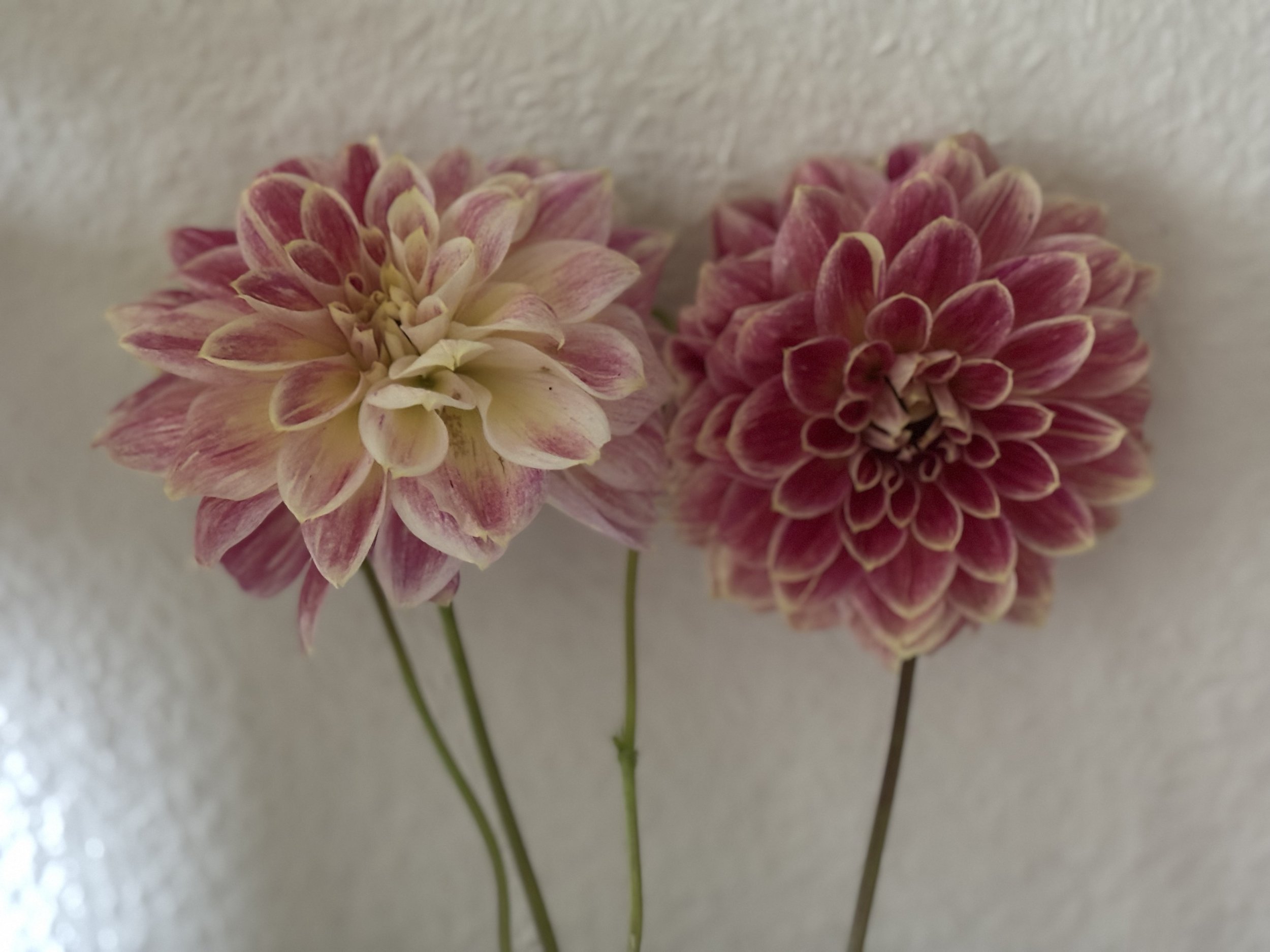 Picture of dahlia Temple of Beauty