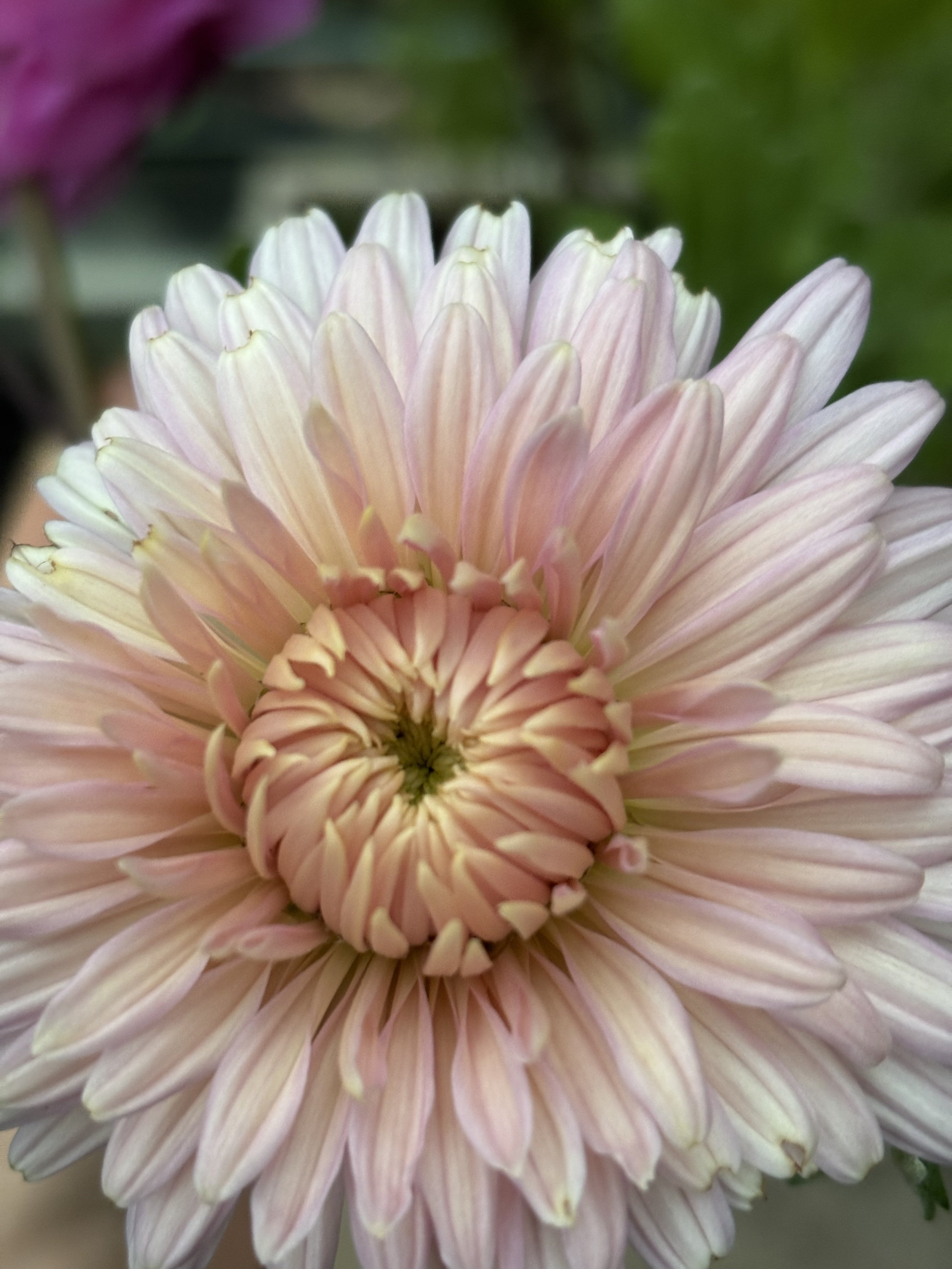 Photo of Maxine Charlton Chrysanthemum