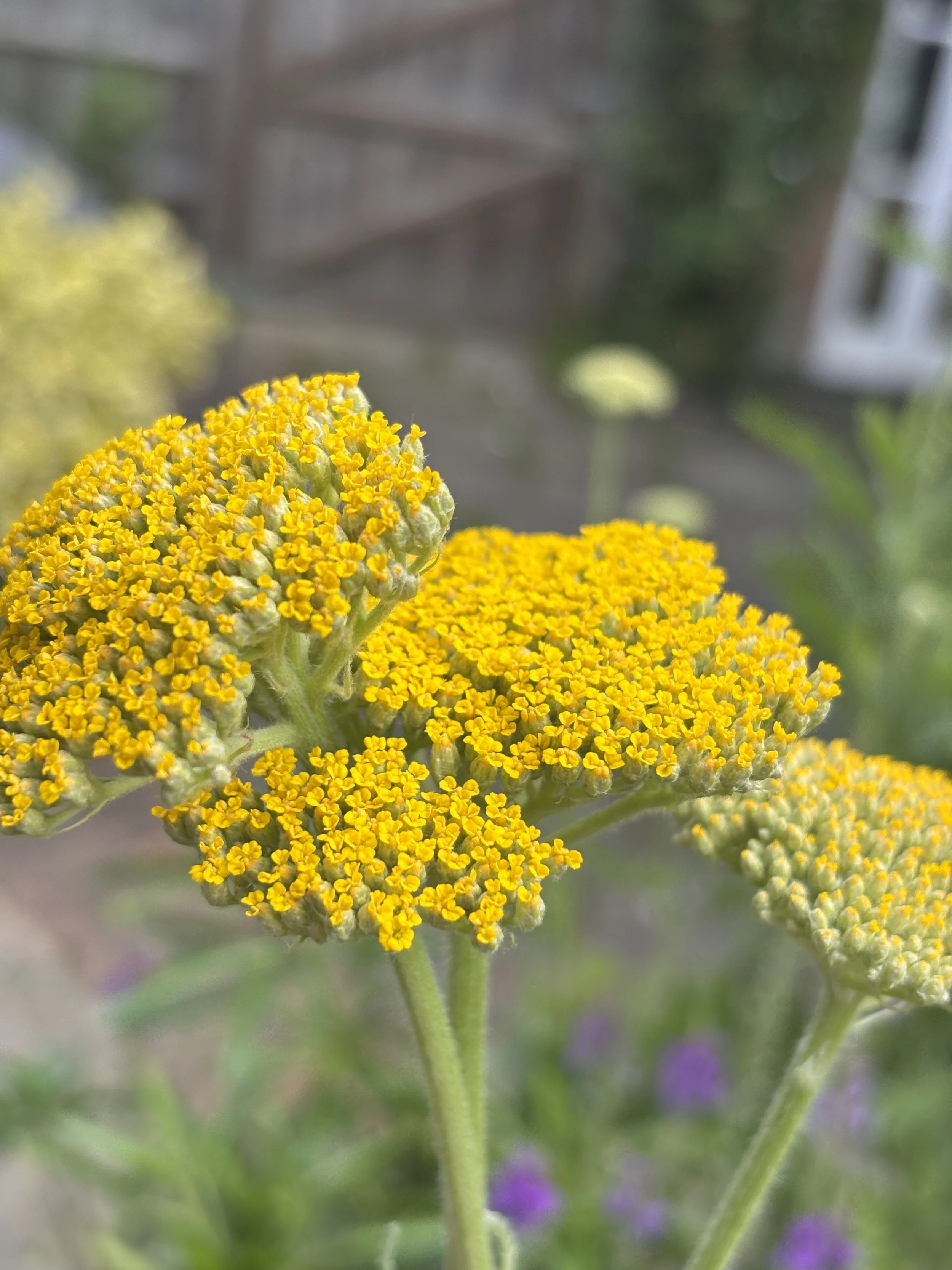 Image of a golden yarrow flower achillea filipendulina