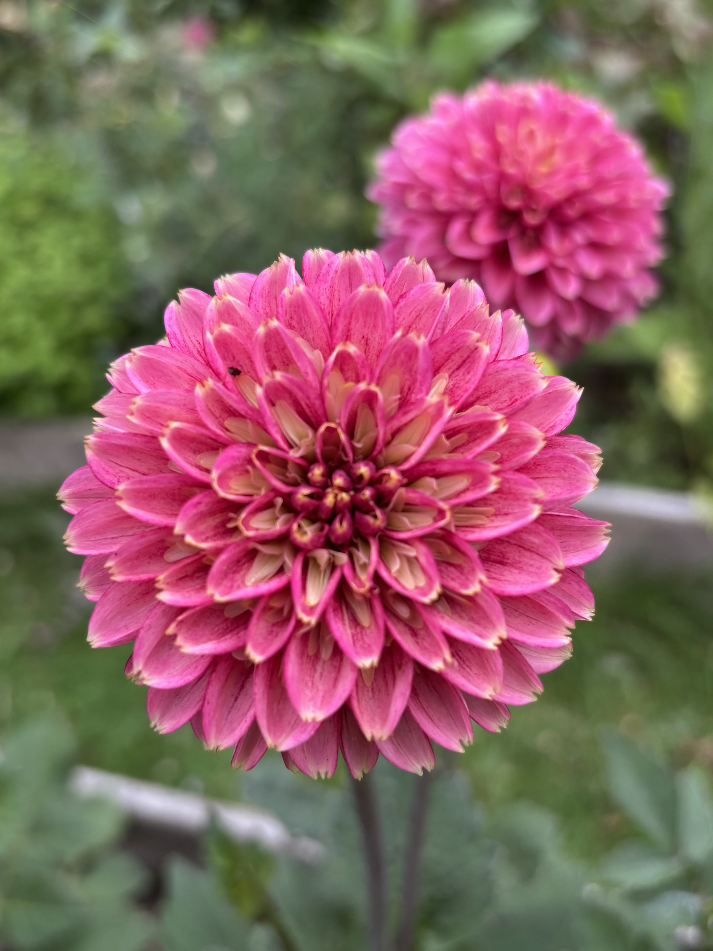 Picture of a Alyshia Dahlia flower