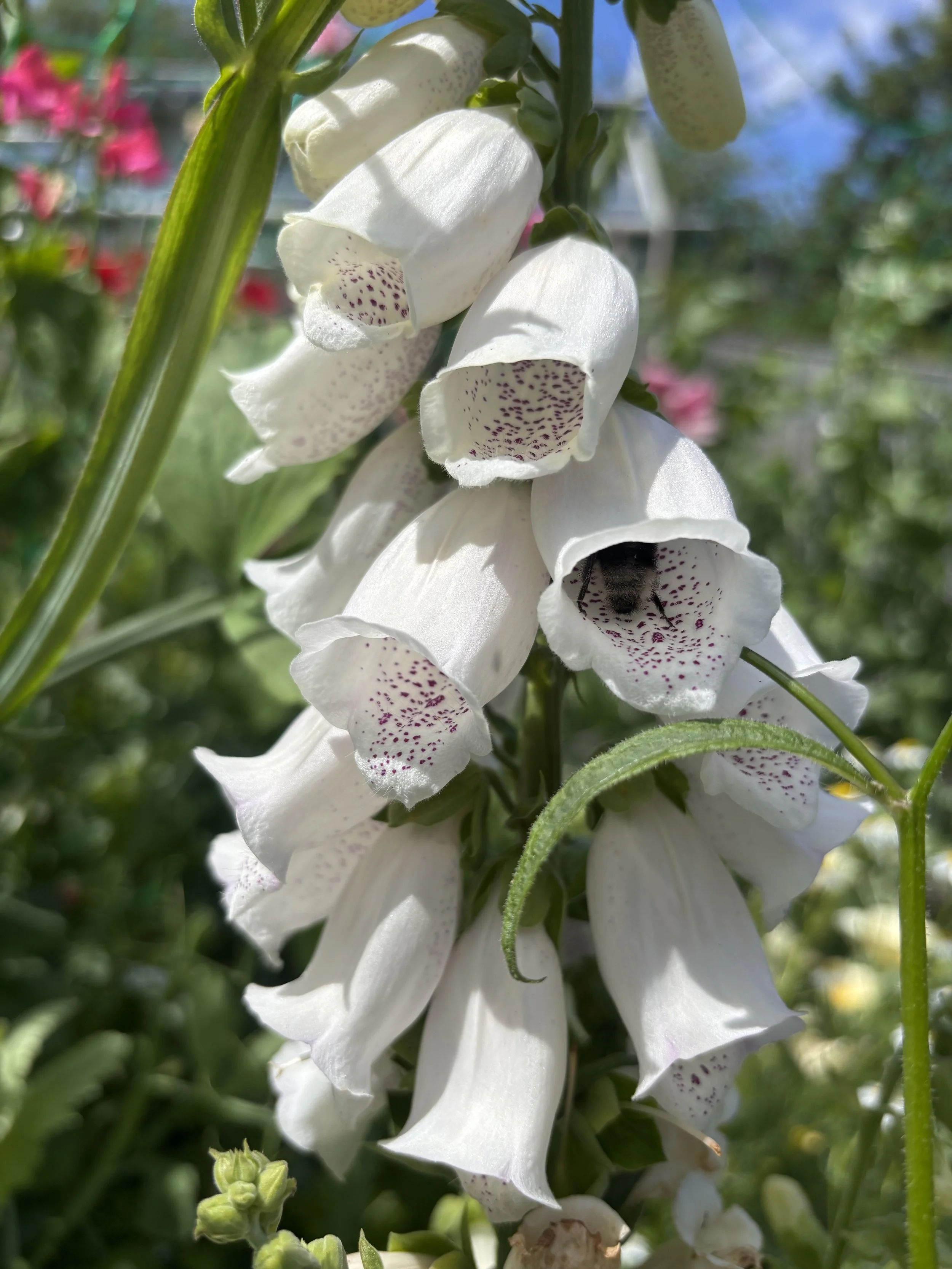 Image of a white foxglove flower