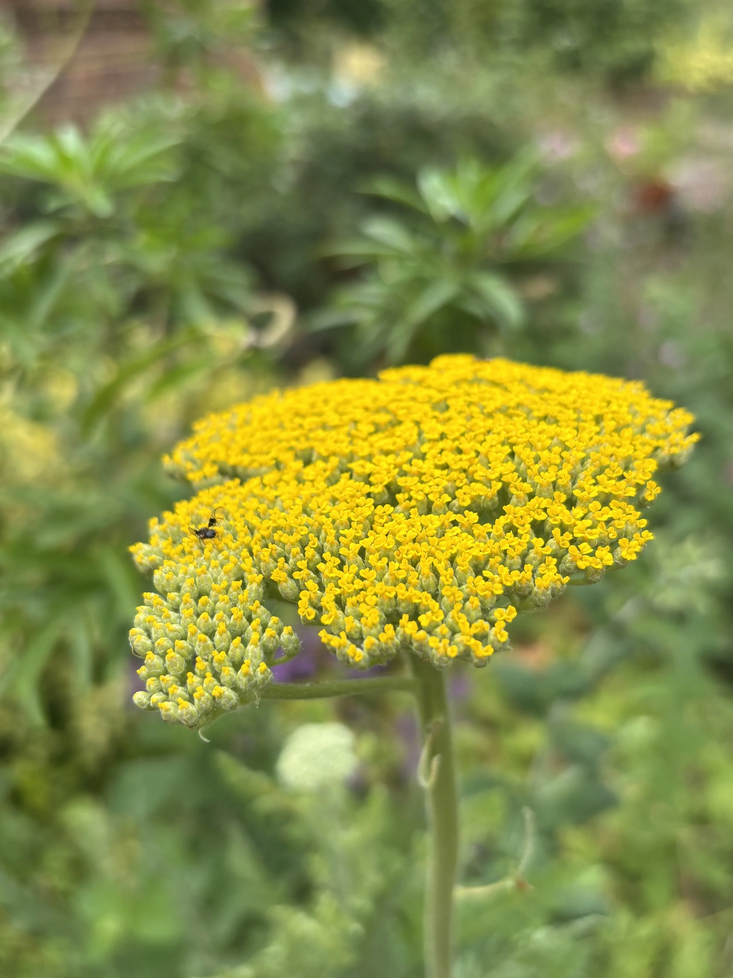 Image of a golden yarrow flower achillea filipendulina
