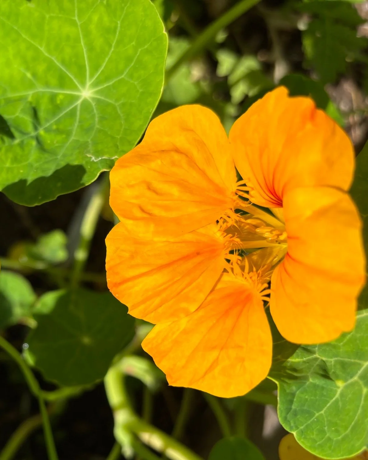 picture of nasturtium orange and yellow