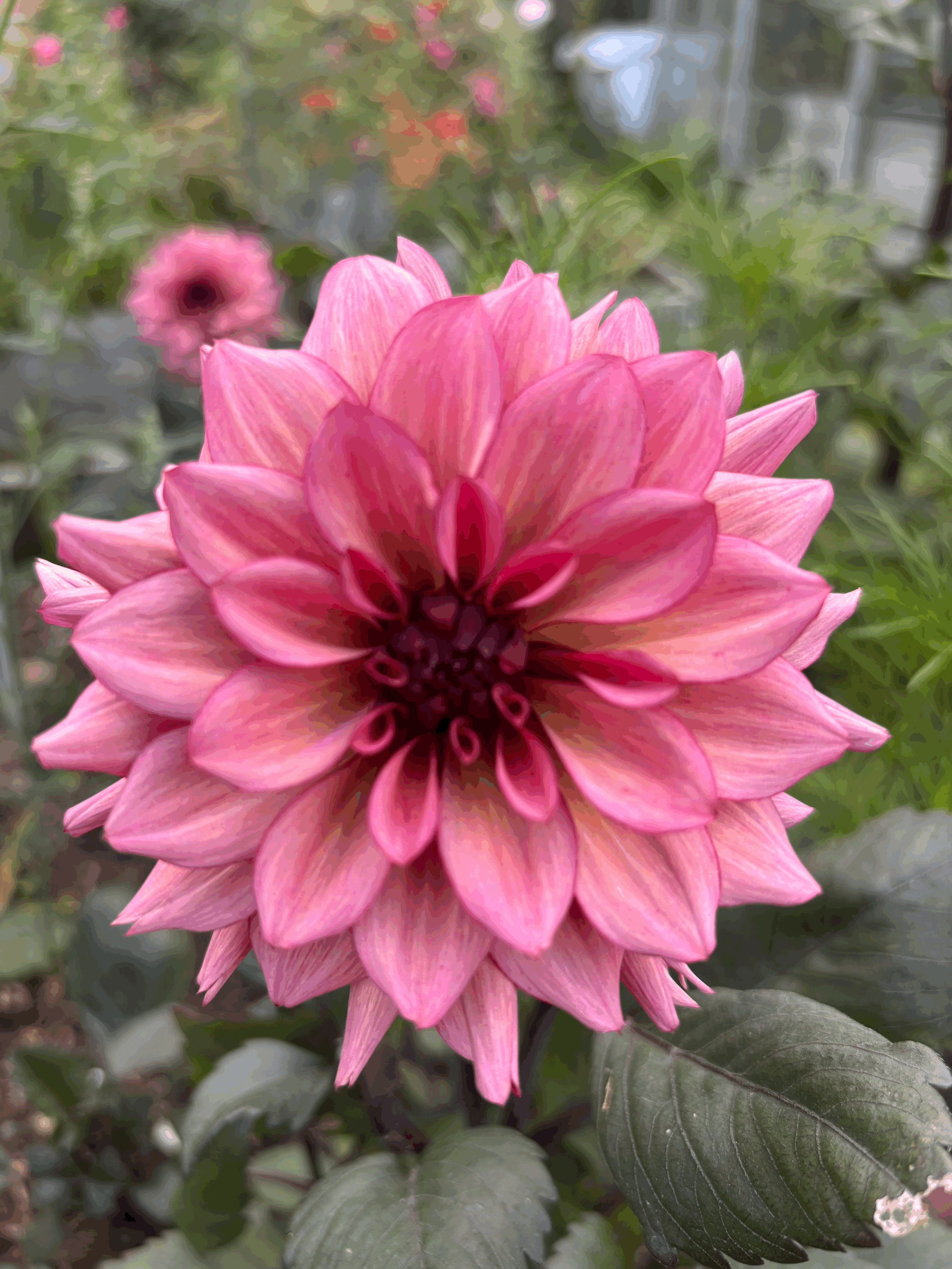 Picture of a Night Silence dahlia flower