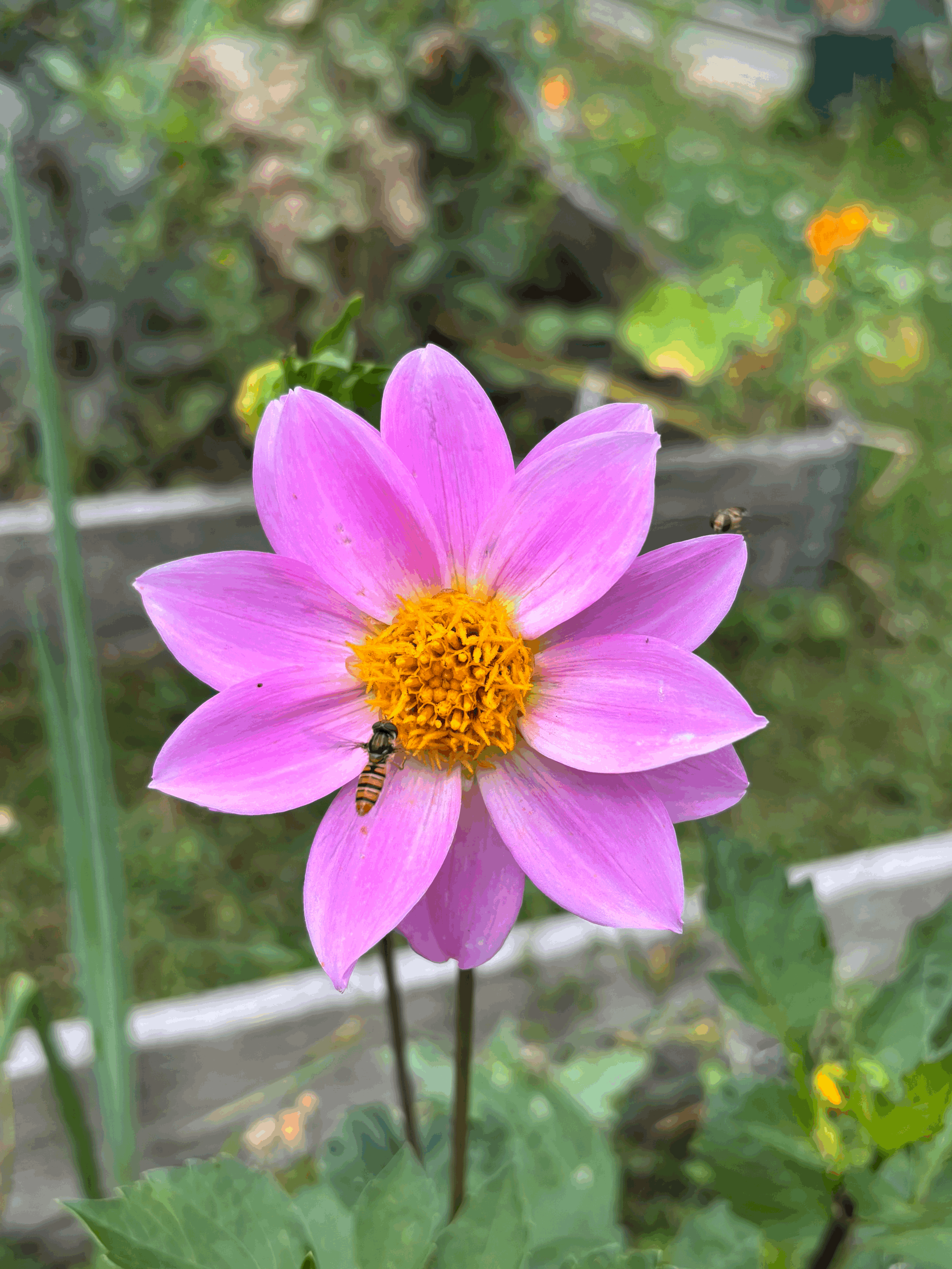 Photo of a single variety of dahlia flower