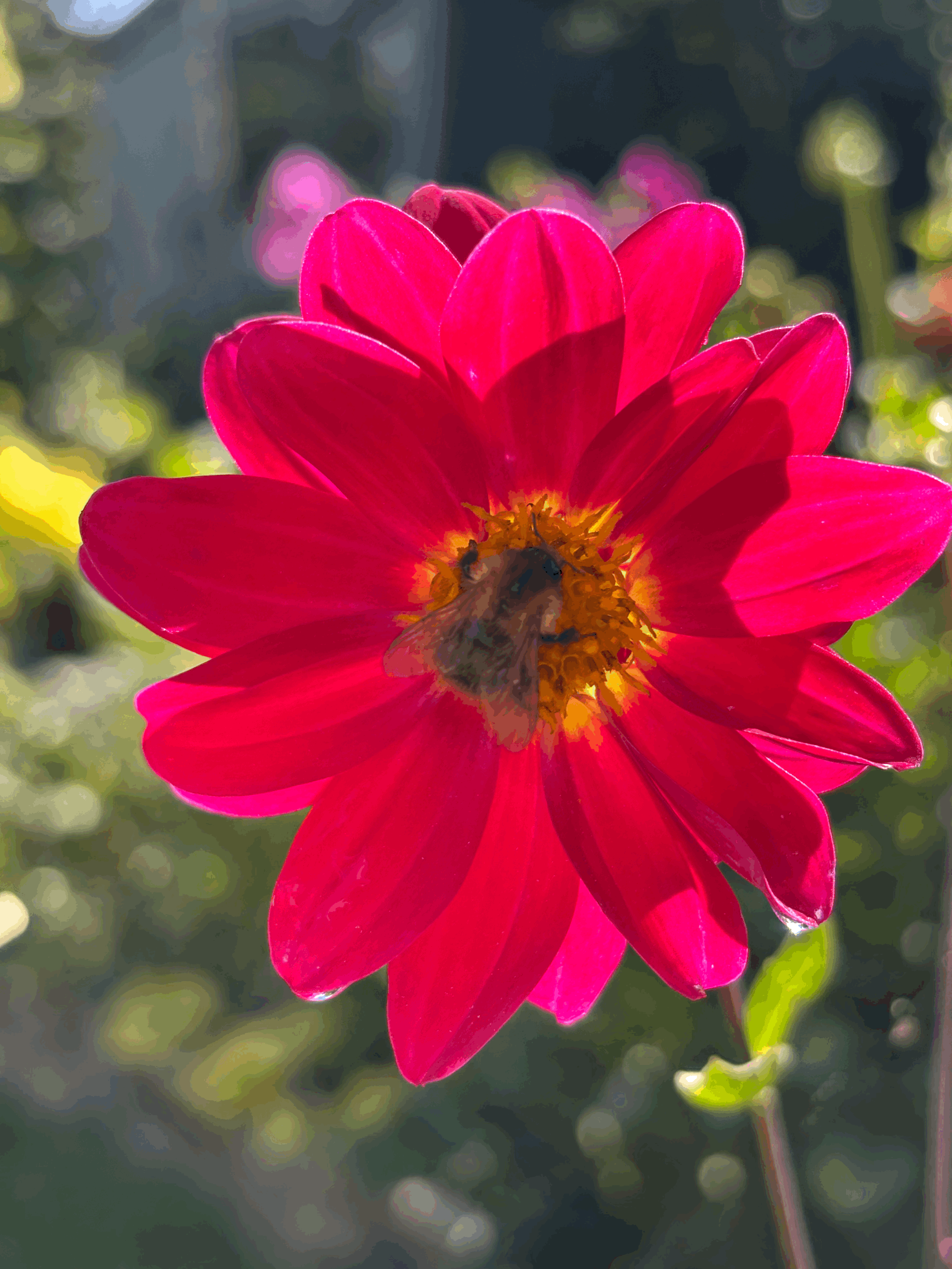 Photo of a single variety of dahlia flower
