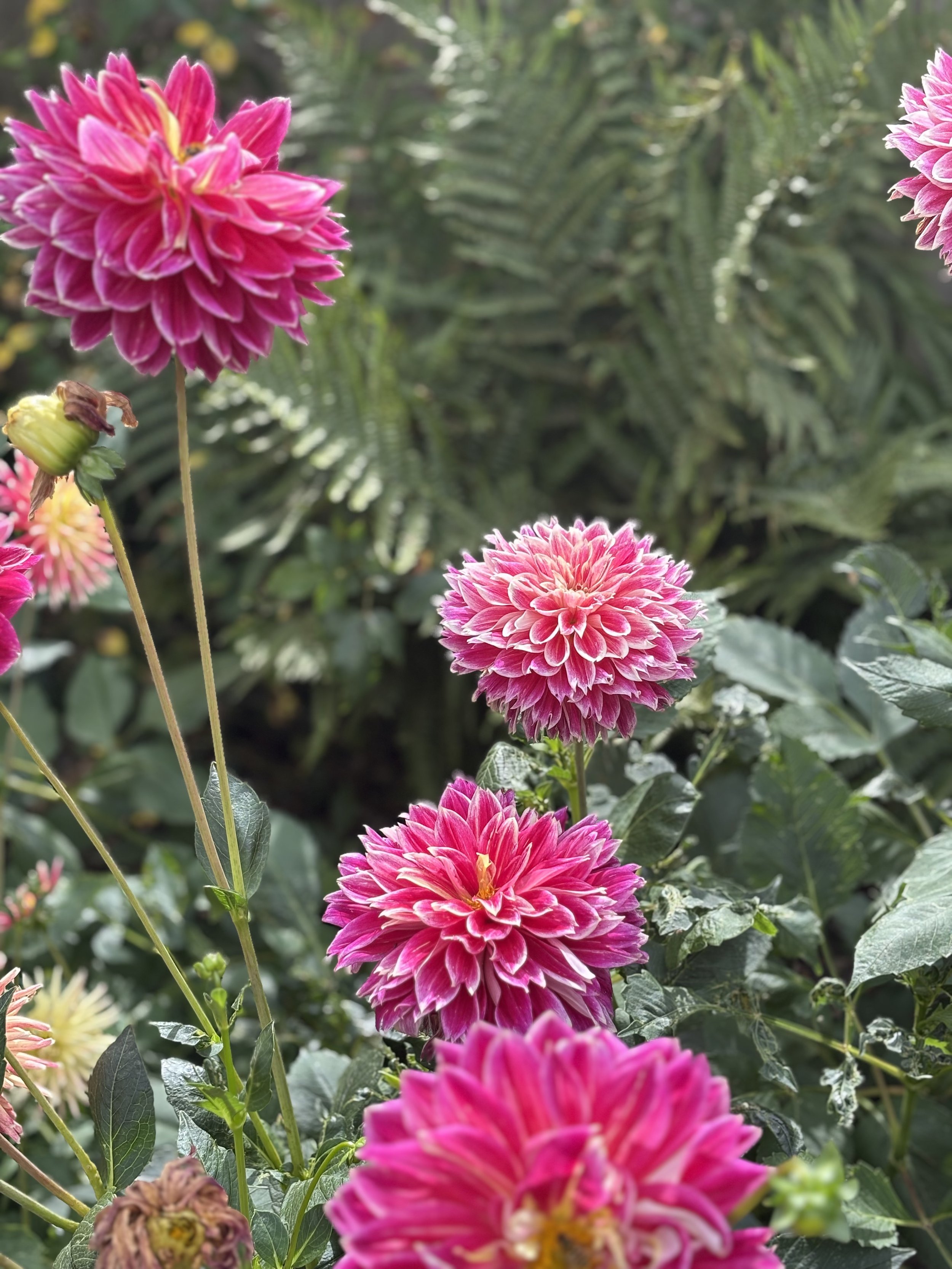 Picture of dahlia Temple of Beauty