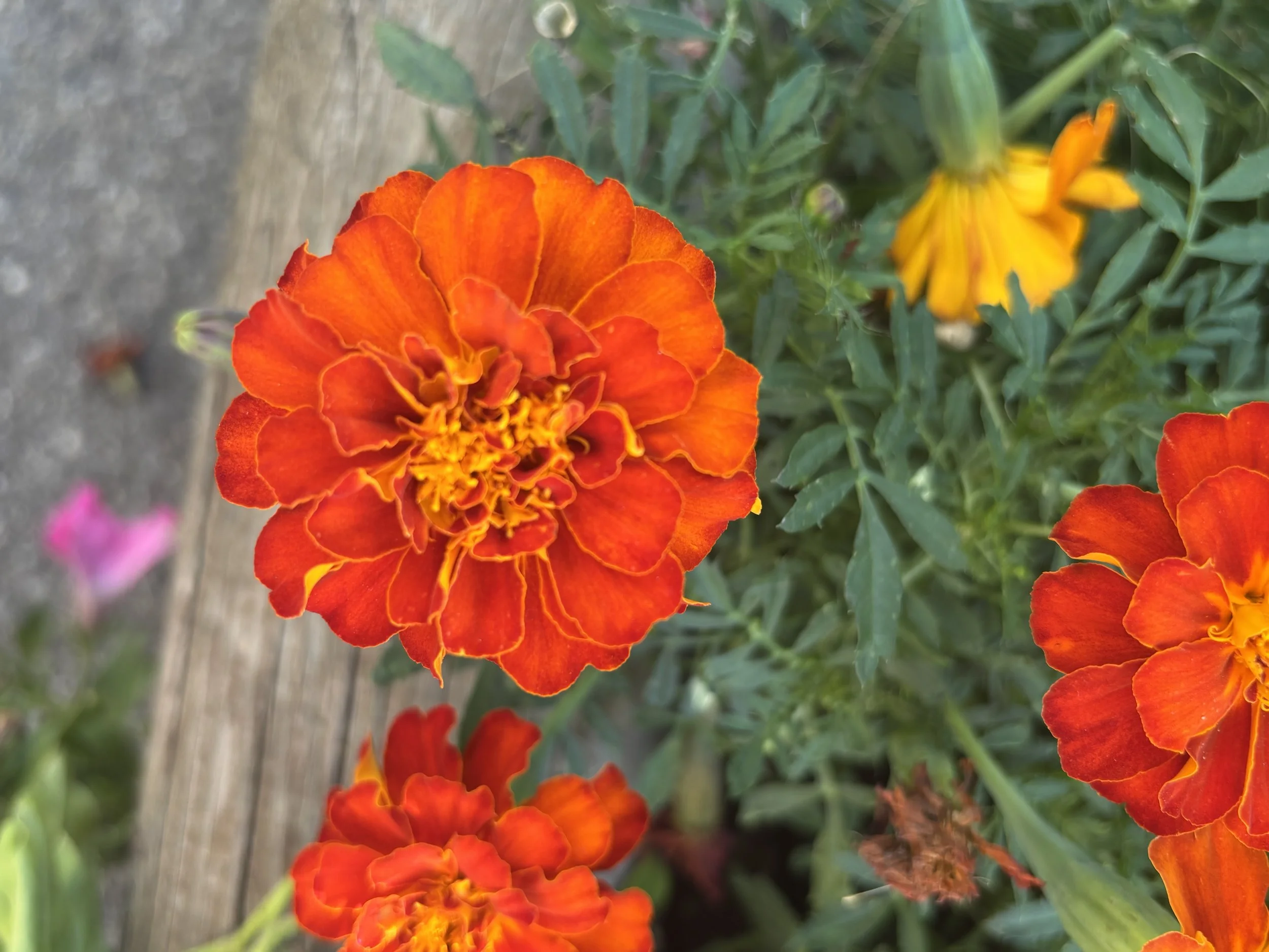 French Marigold