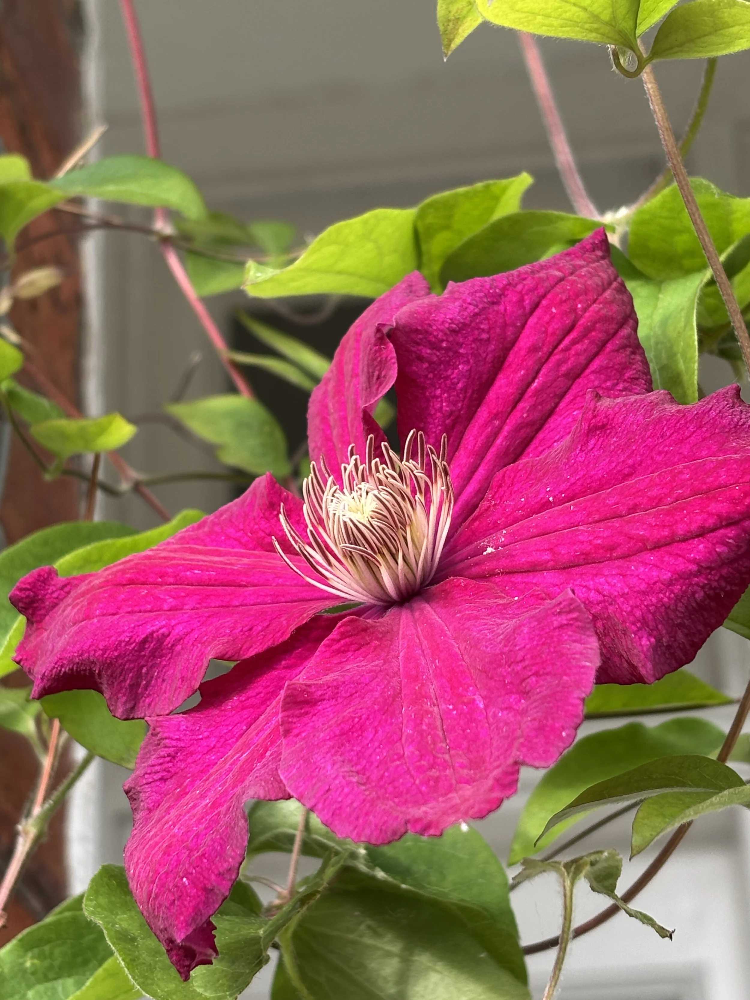 Clematis Seeds (Early Large-Flowered Group)