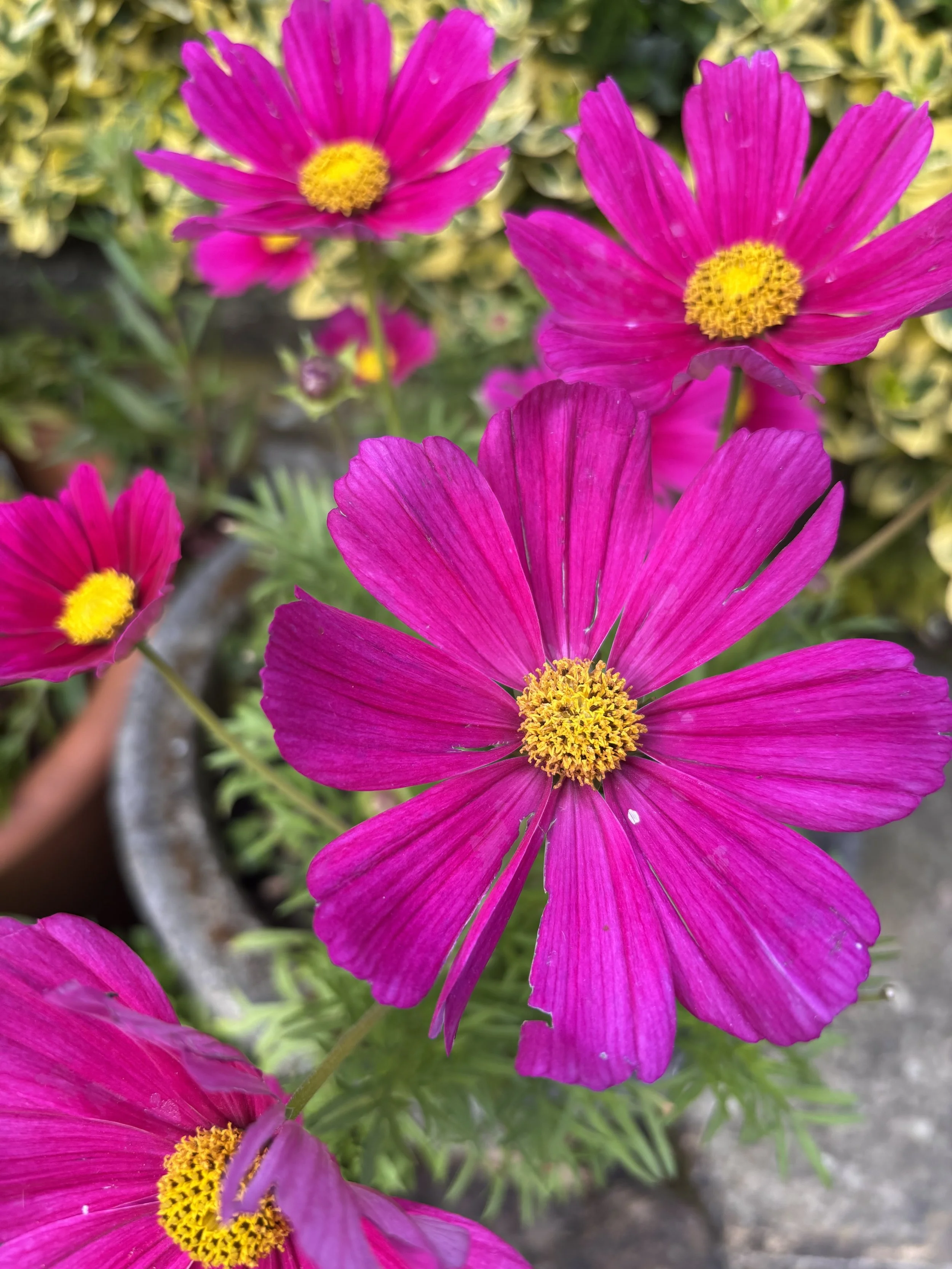Image of a cosmos dazzler pink flower