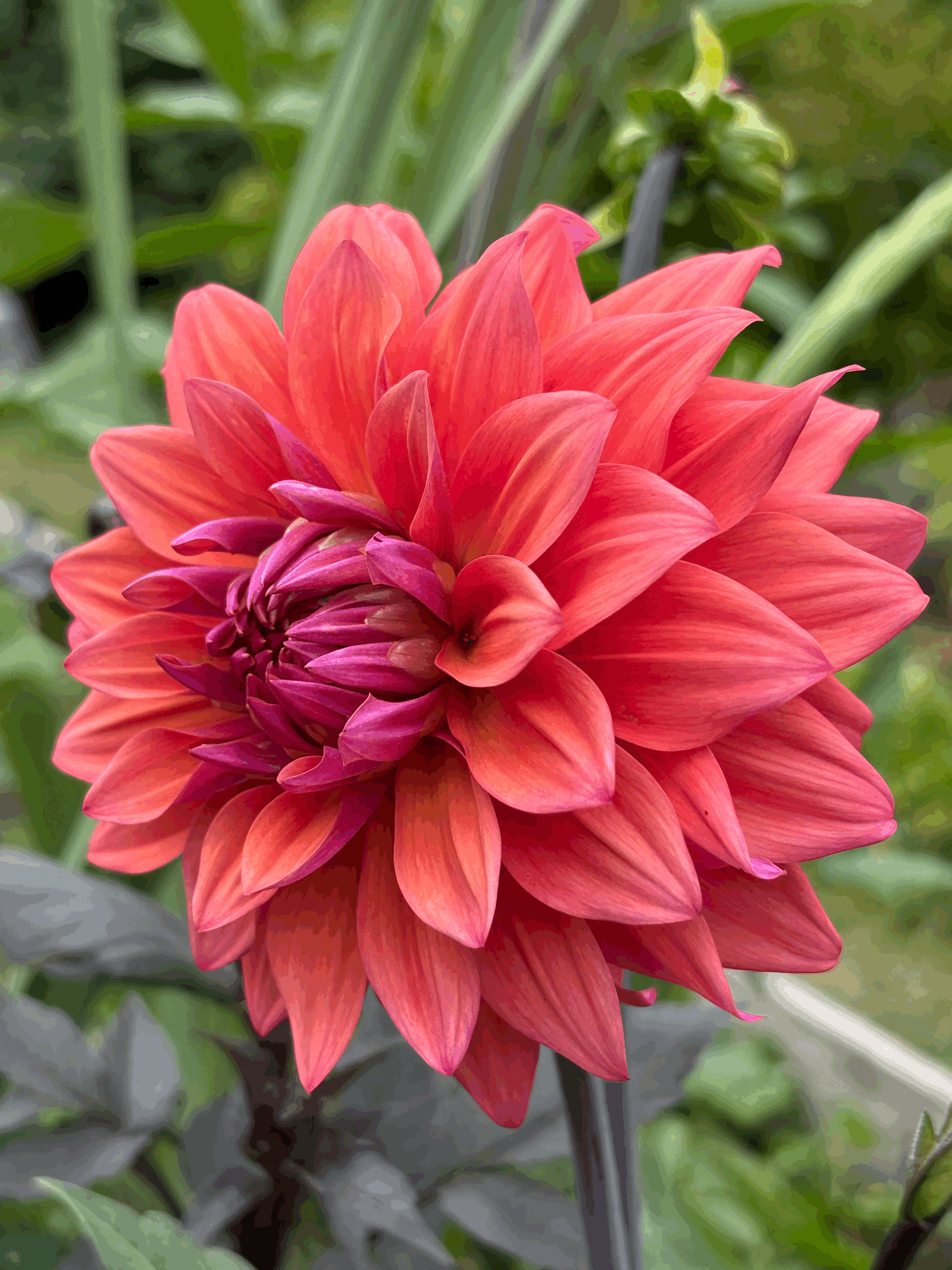 Picture of a Dahlia American Dawn flower