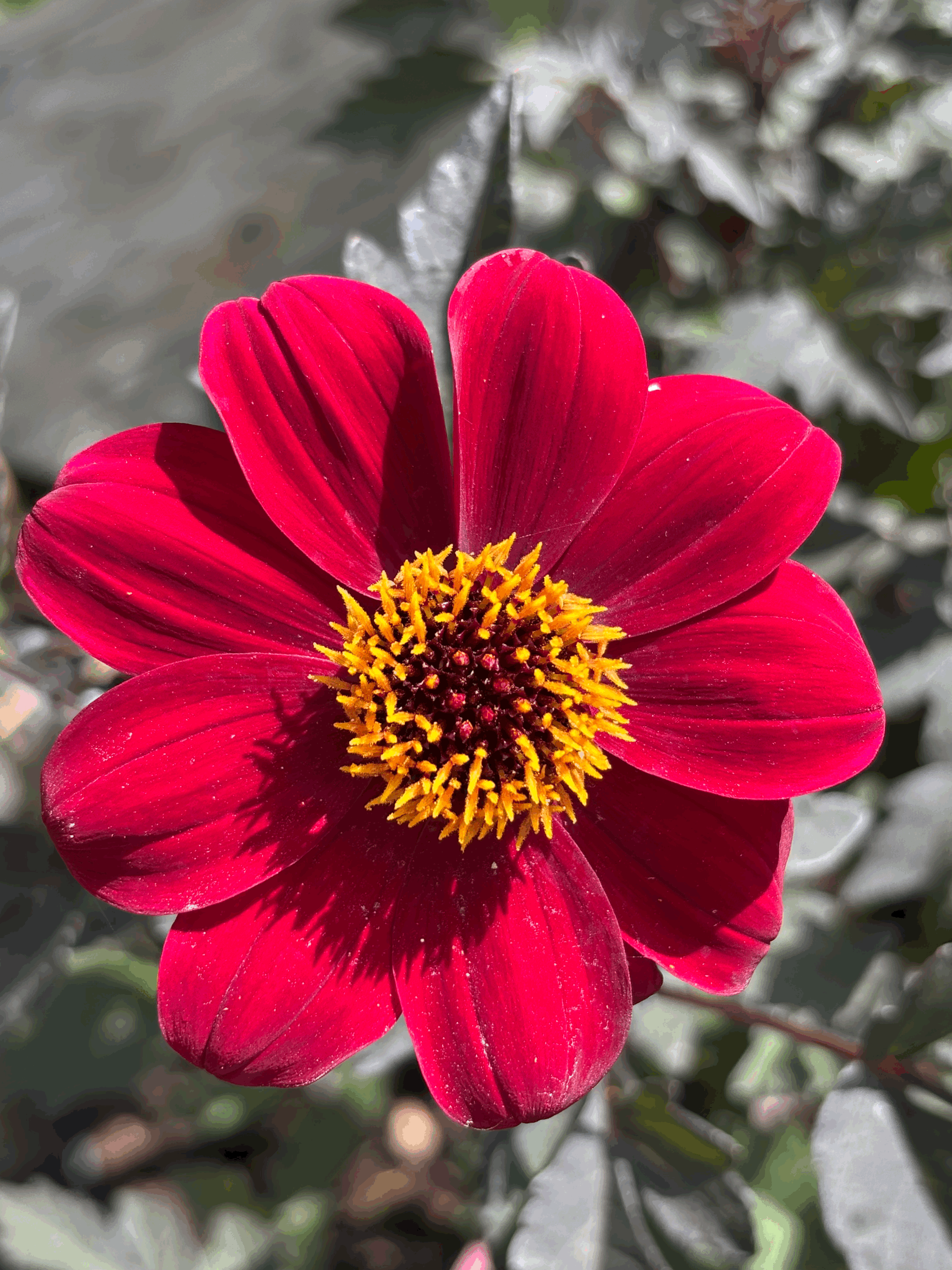 Picture of a Bishop of Auckland Dahlia flower