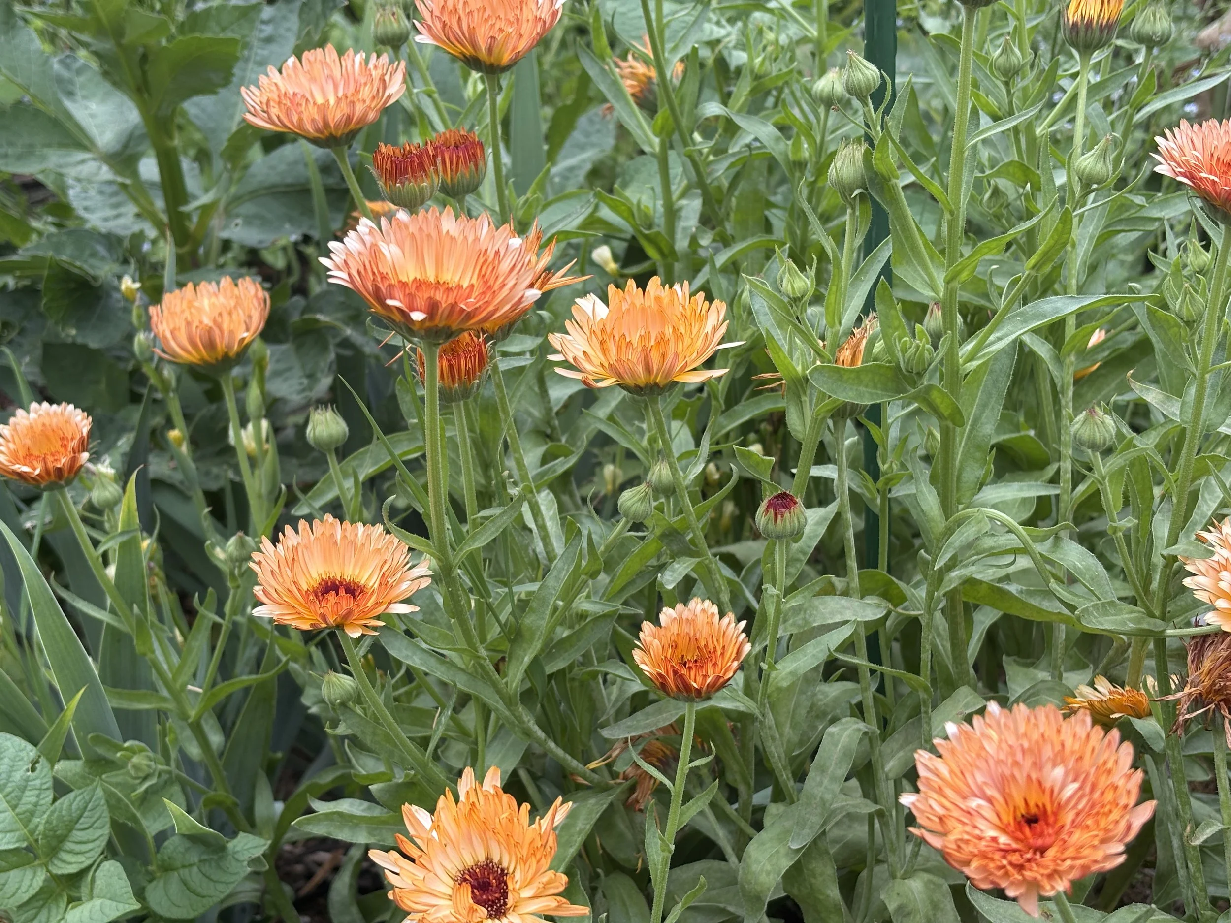 Calendula Sherbert Fizz British Grown