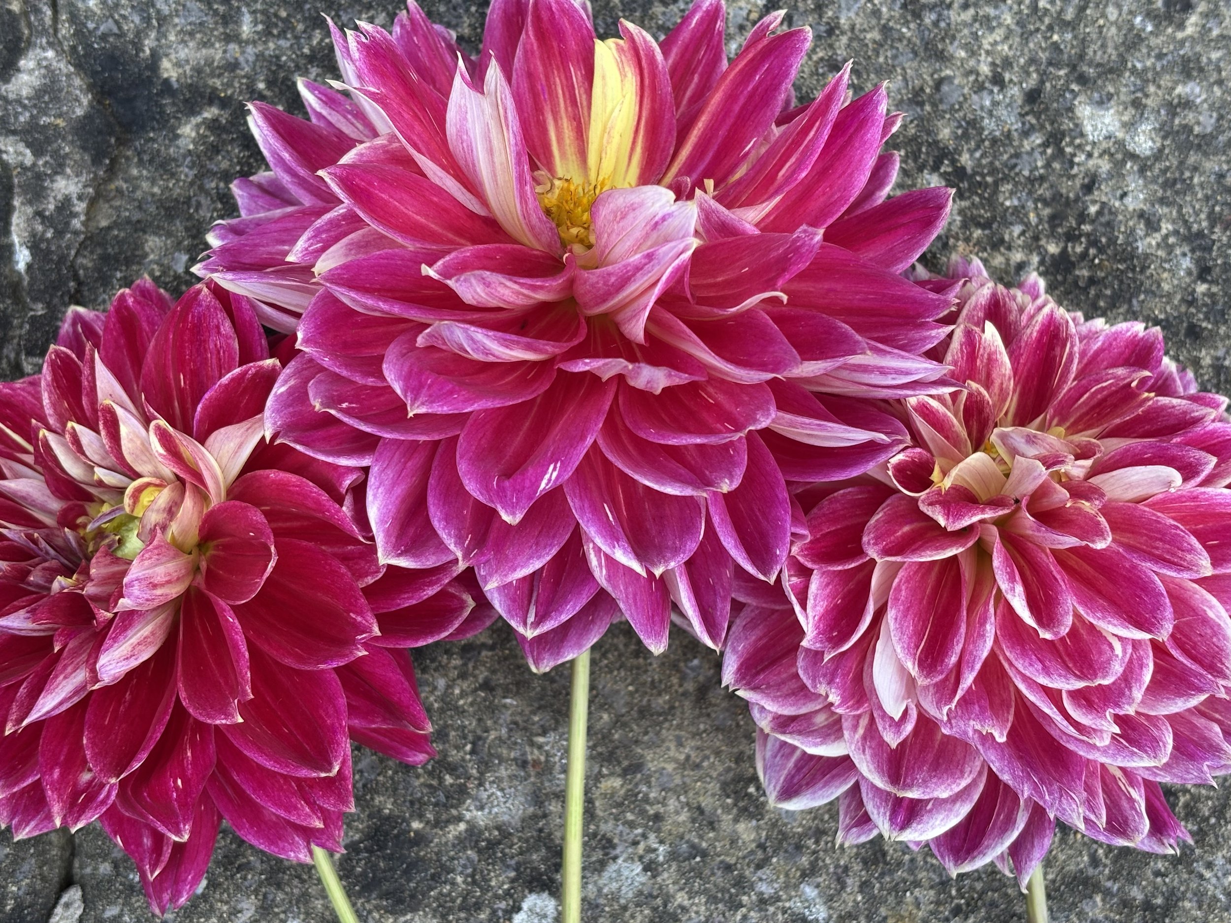 Dahlia "Temple of Beauty"