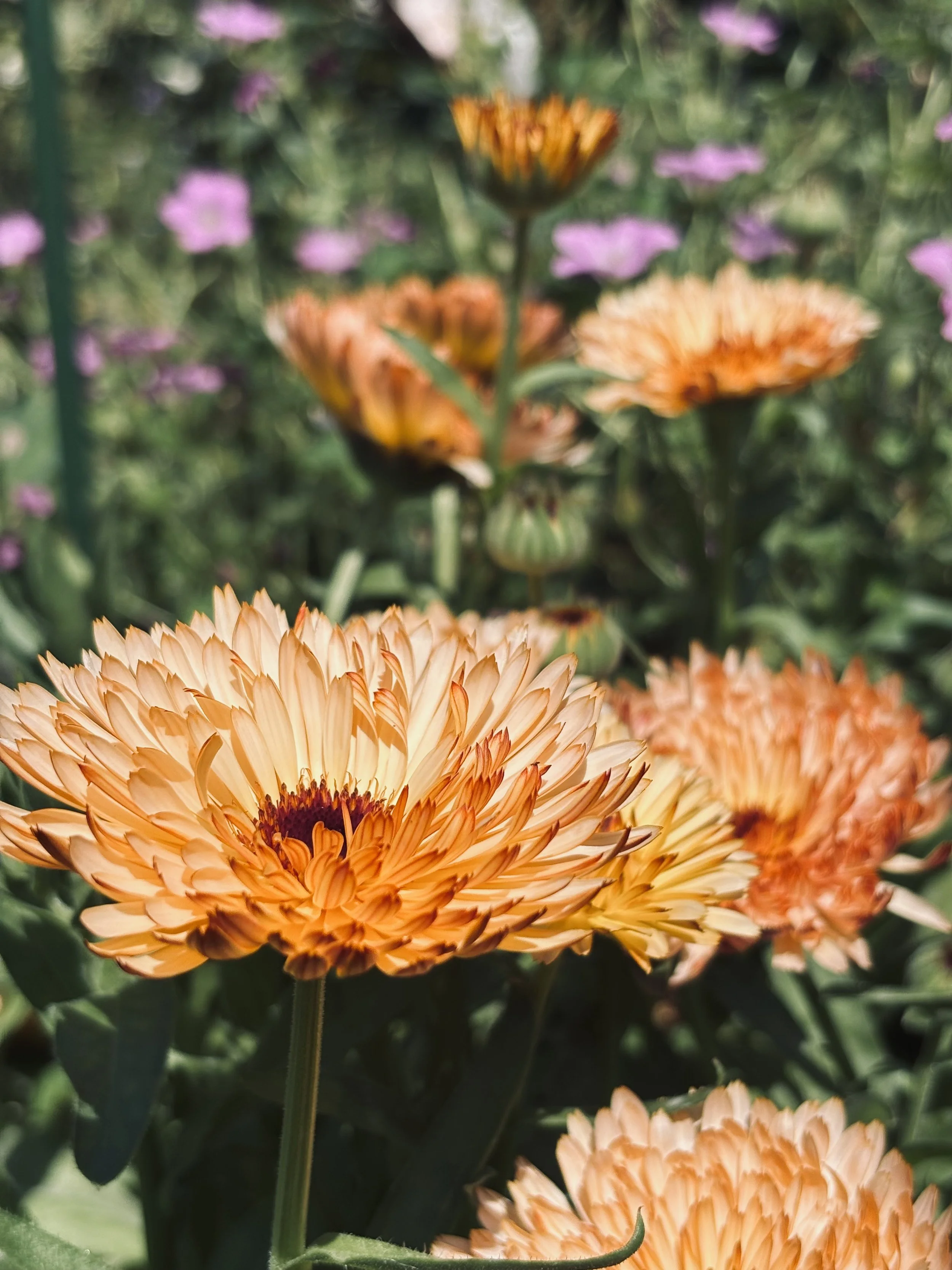 Calendula Sherbert Fizz British Grown