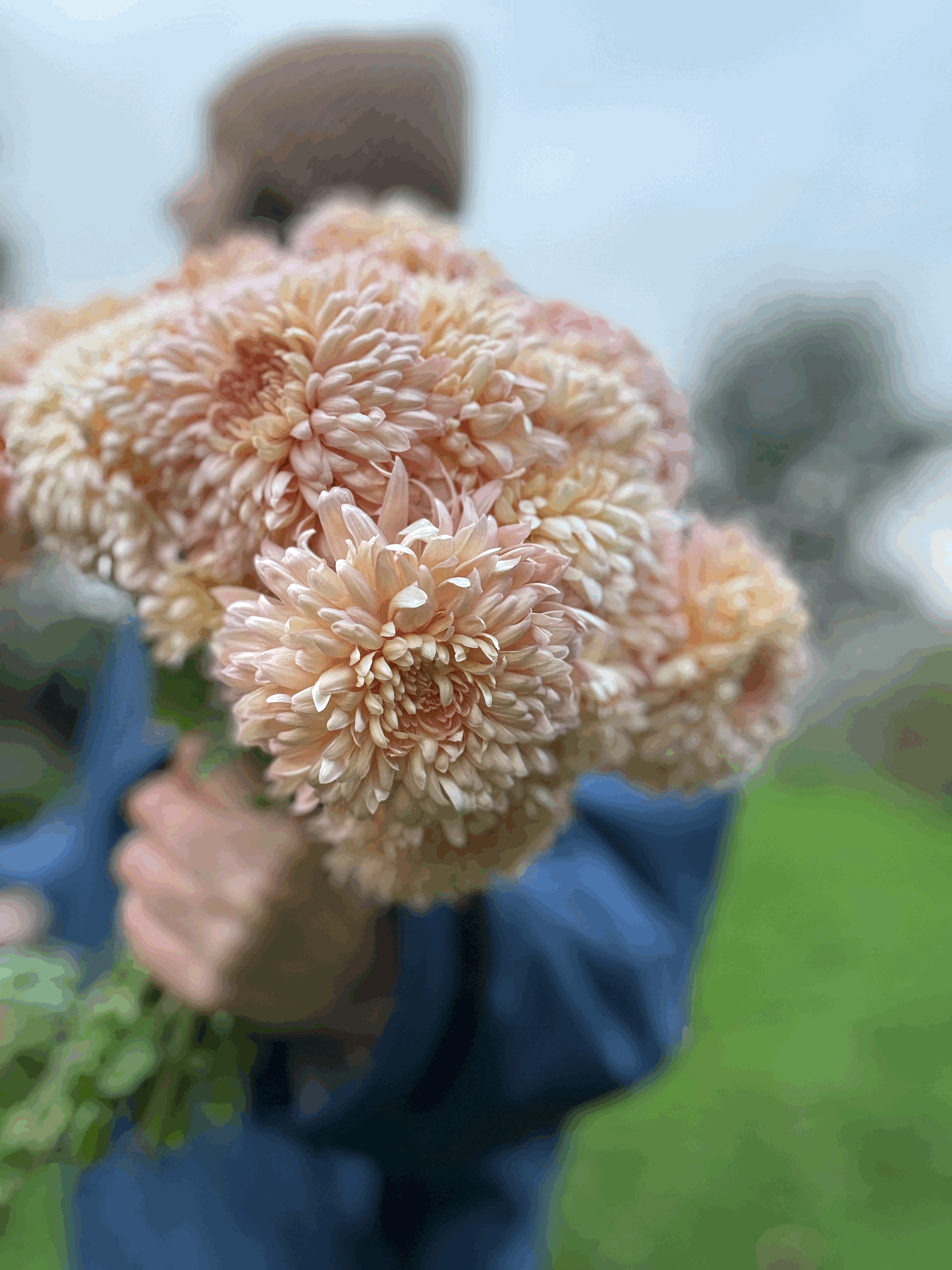 Picture of a chrysanthemum peach courtier flower