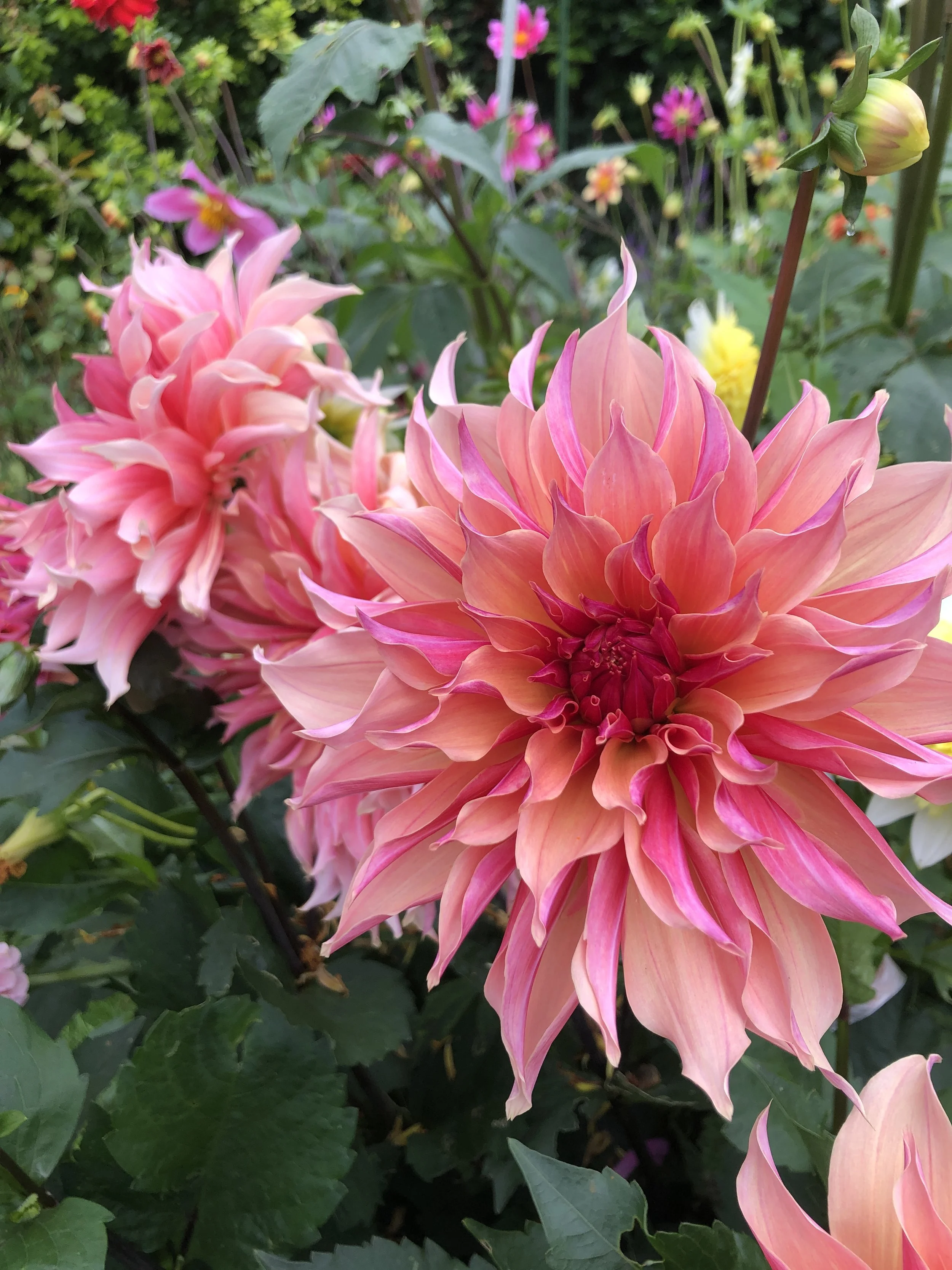 Dahlia Tuber Labyrinth Dinnerplate