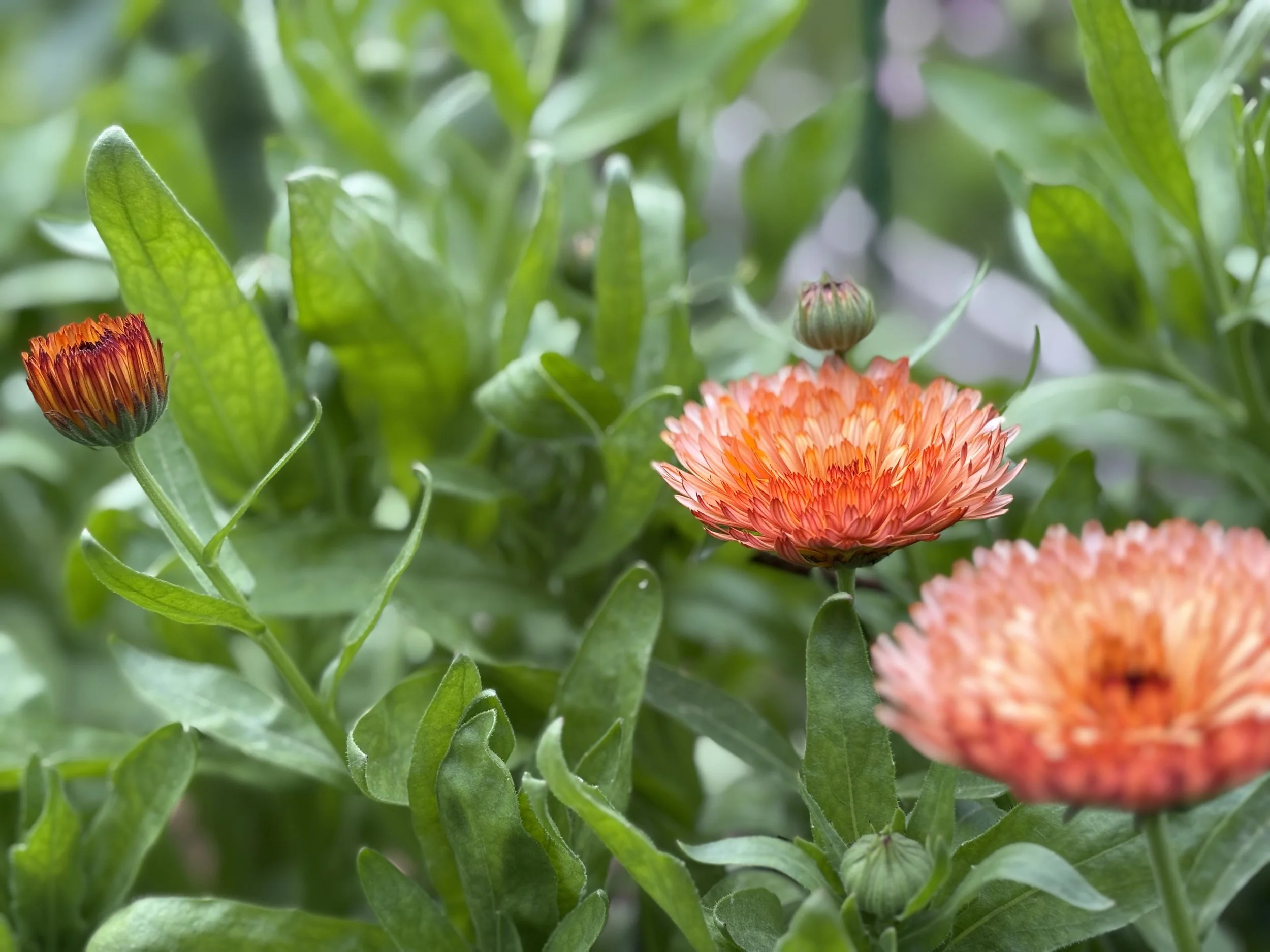 Calendula Sherbert Fizz British Grown