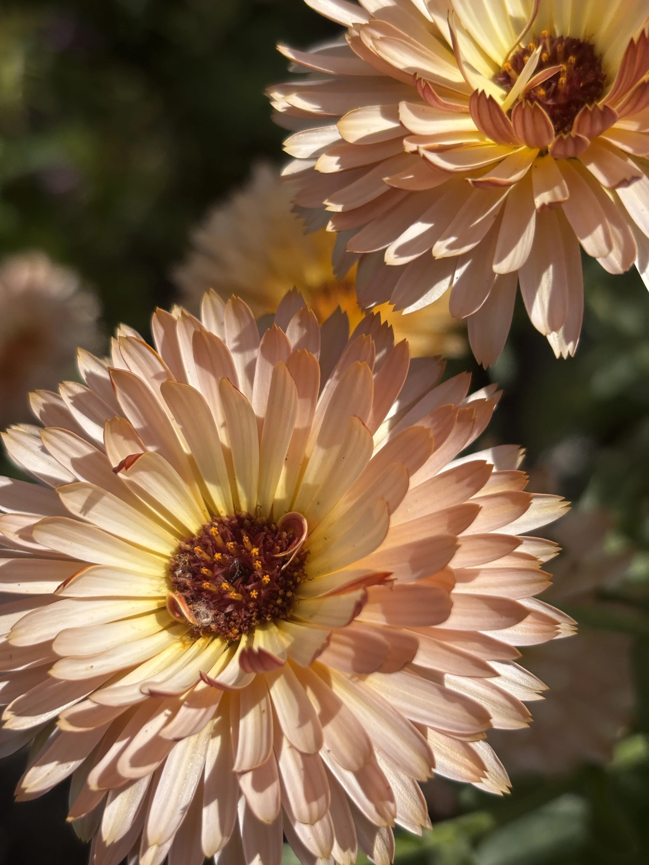 Calendula officinalis "Sherbert Fizz"