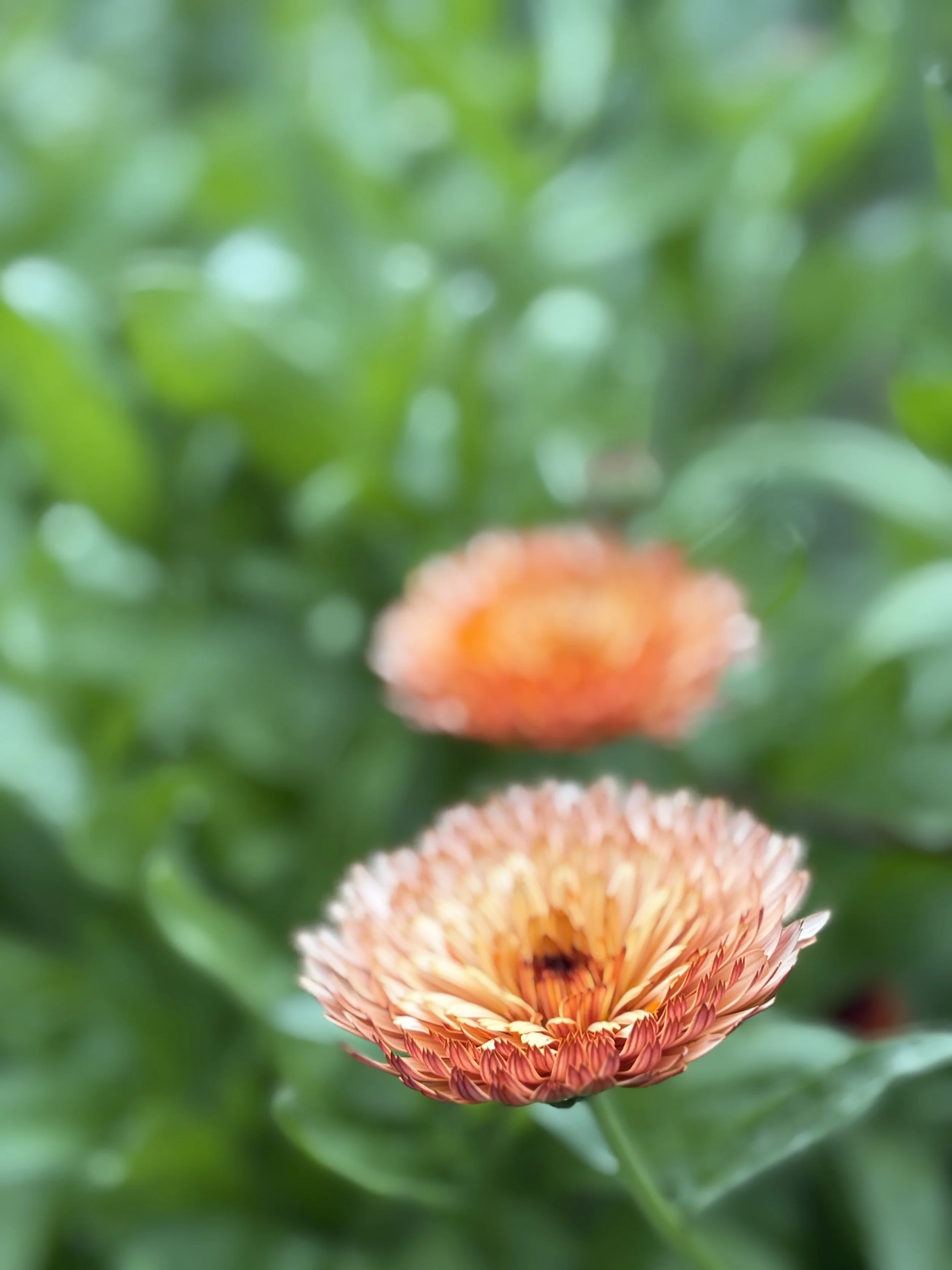Calendula Sherbert Fizz British Grown