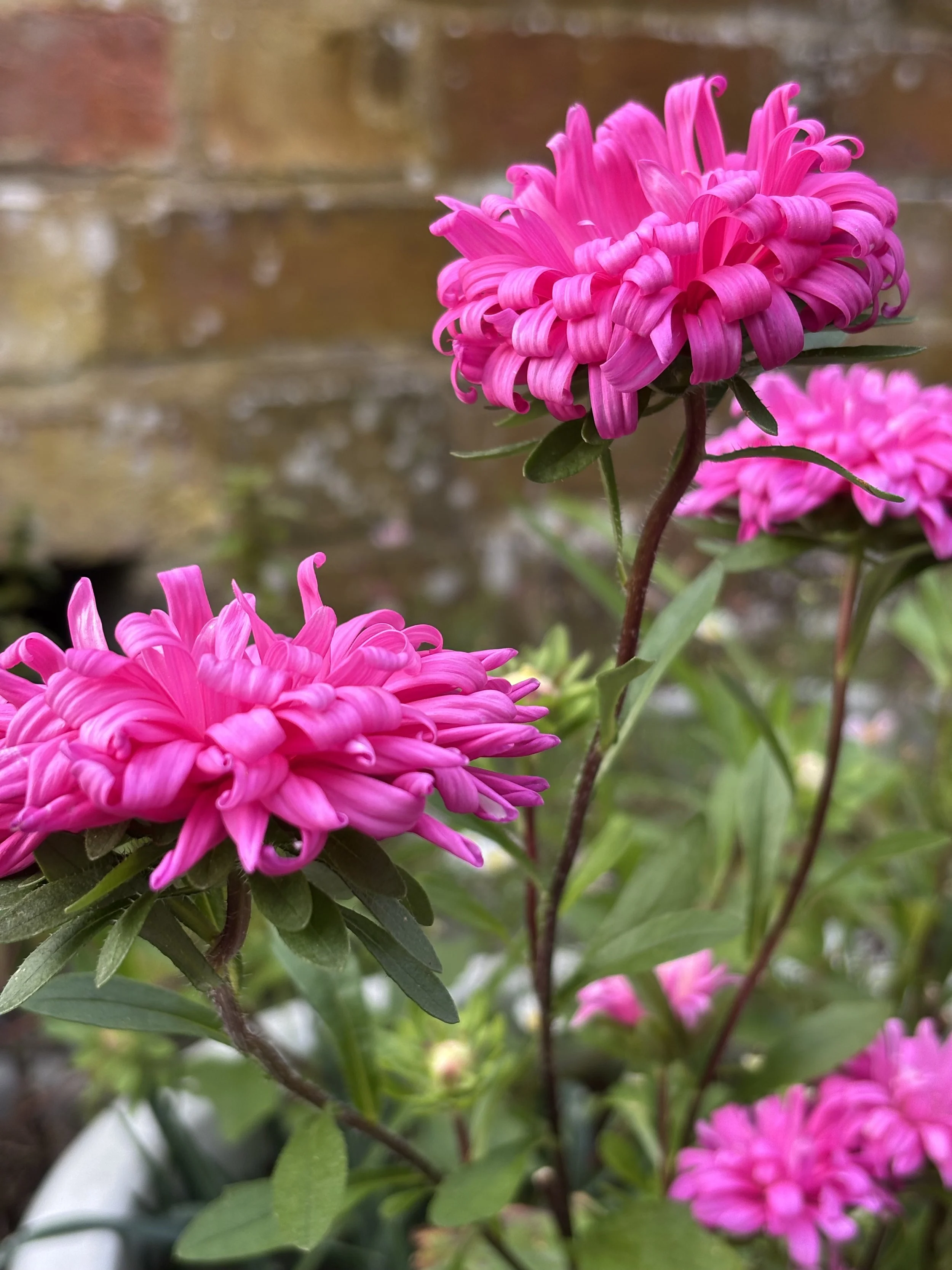 Image of a china aster flower