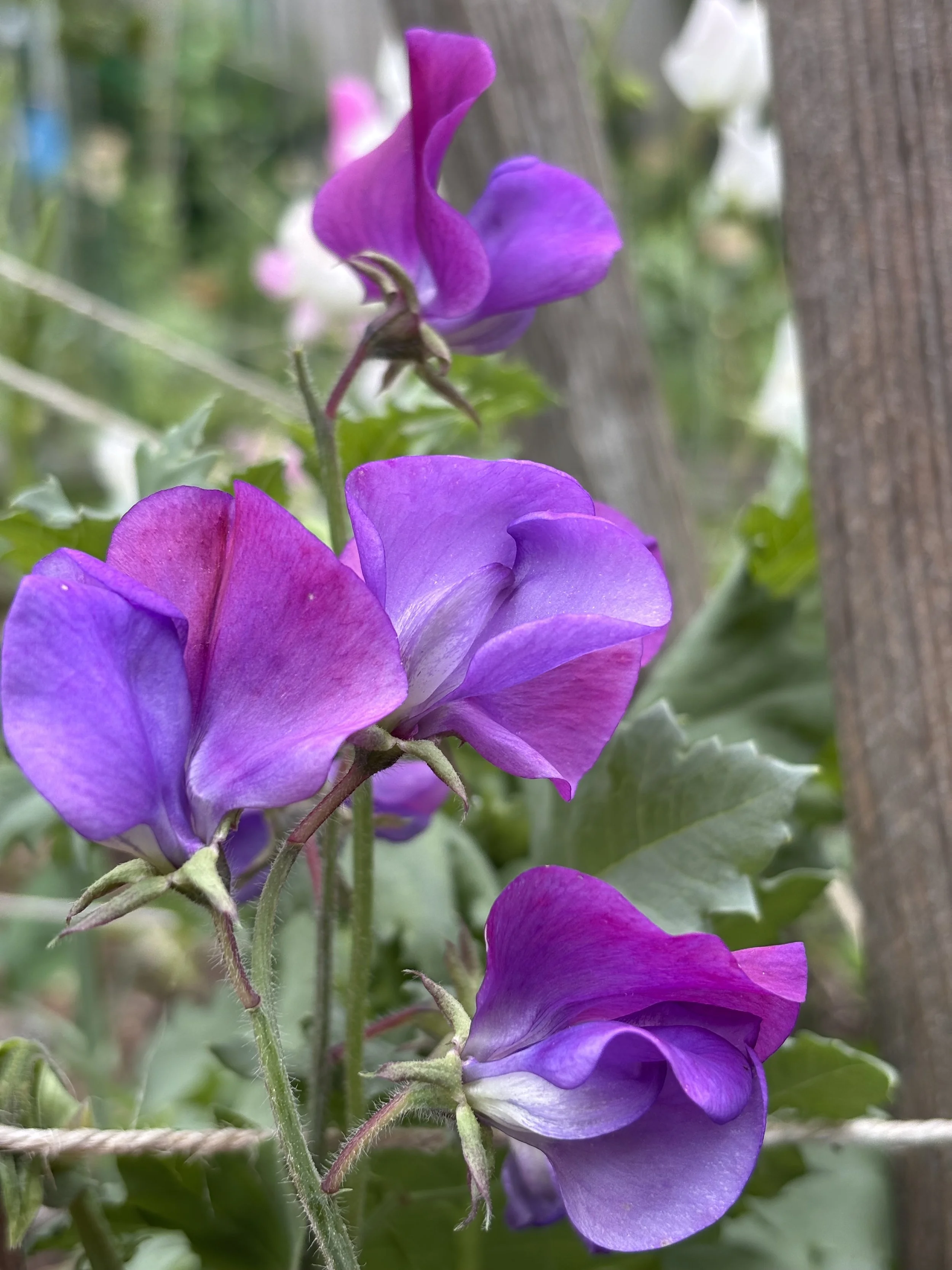 Image of Sweet Pea Matucana