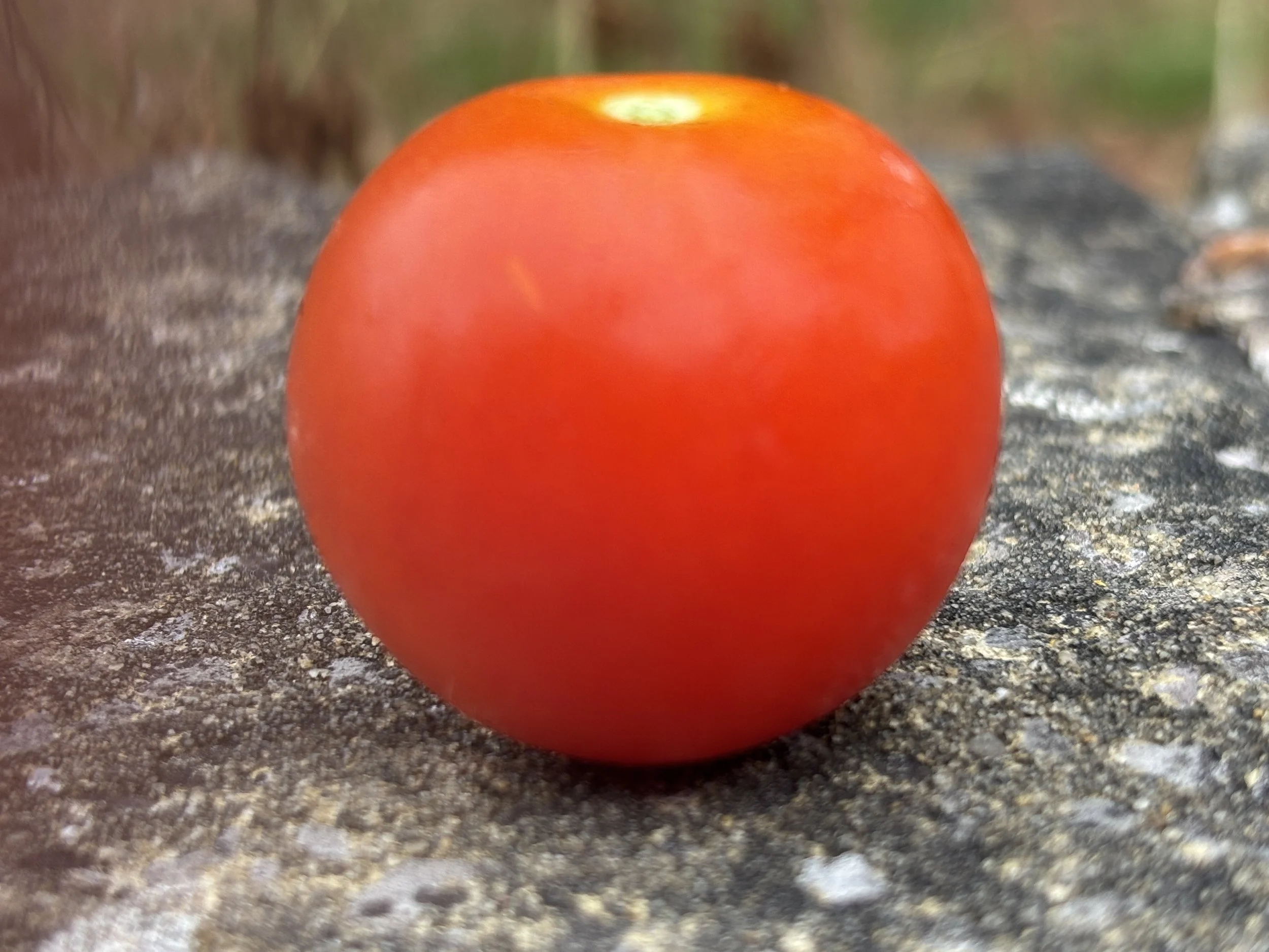 Tomato Ailsa Craig
