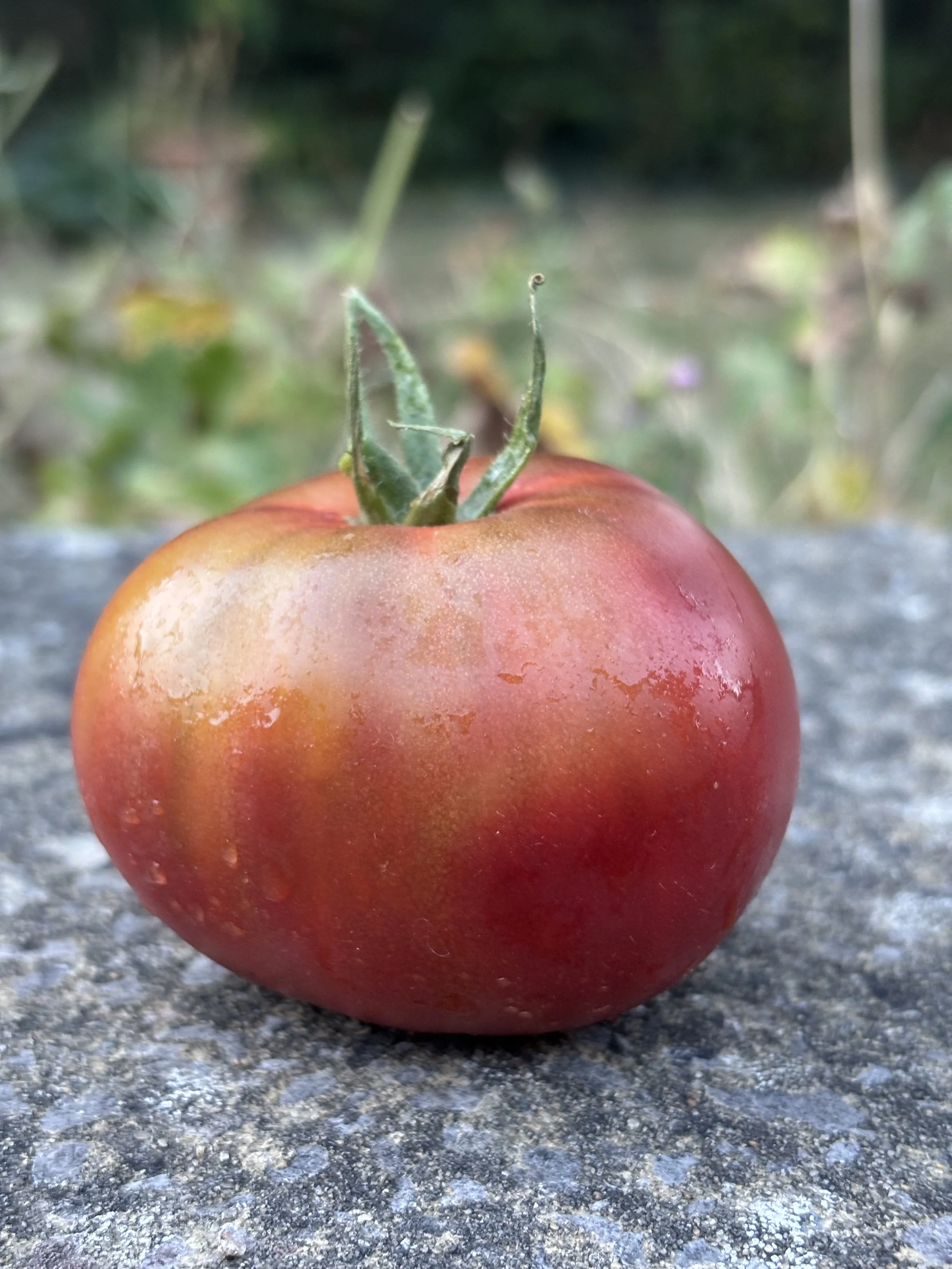 Image of tomato cherokee purple