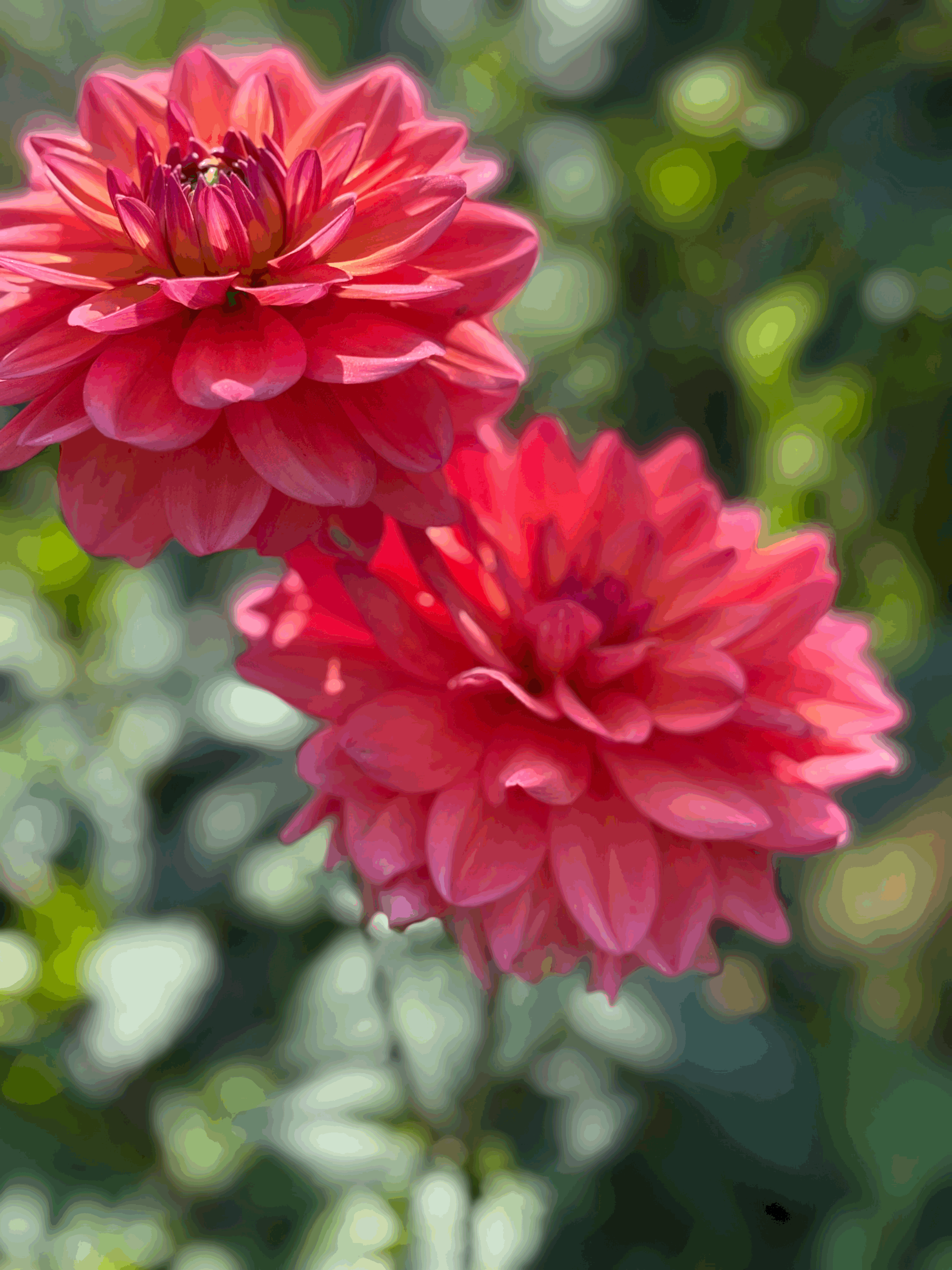 Dahlia Great Silence flower