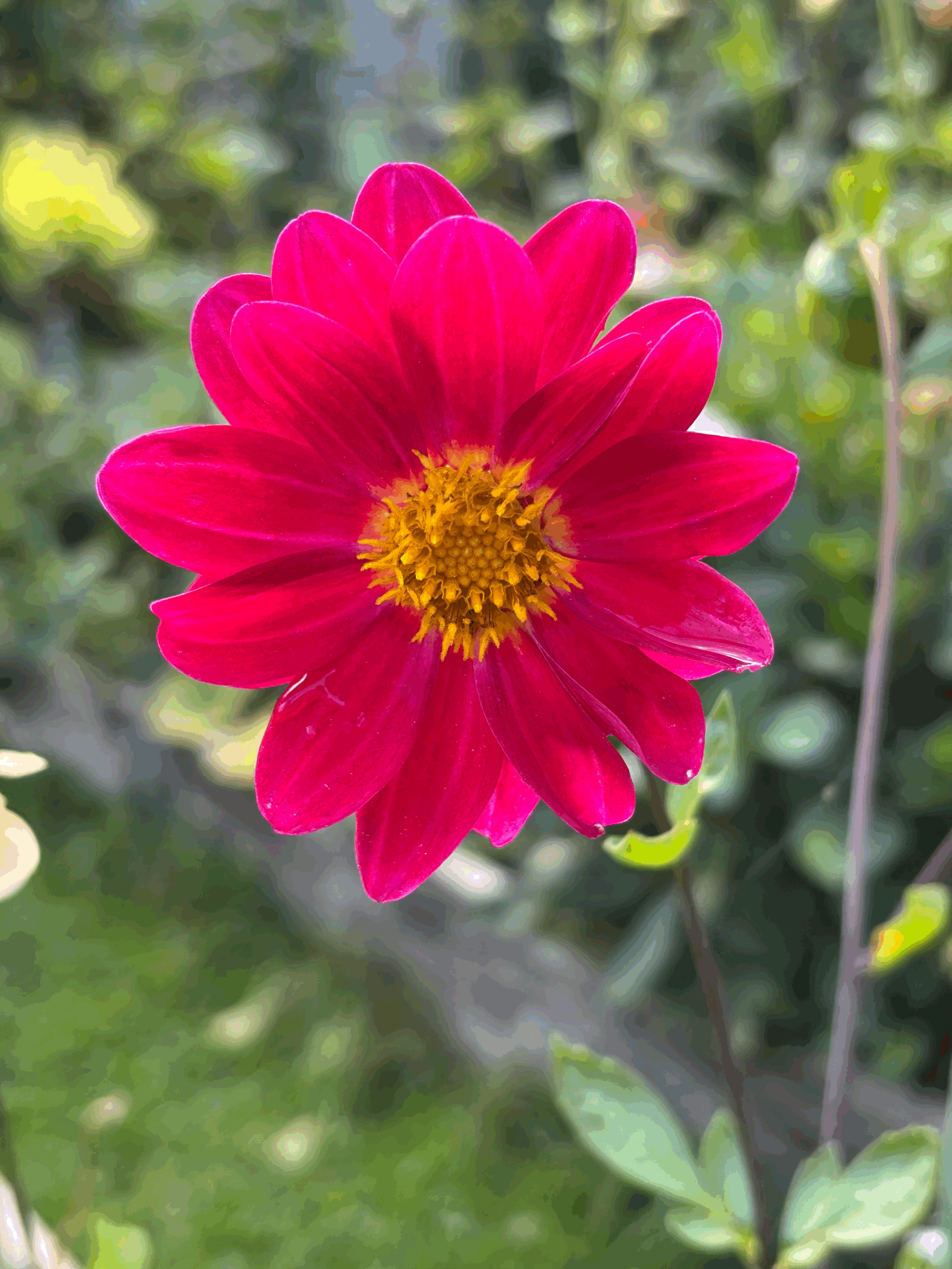 Photo of a single variety of dahlia flower