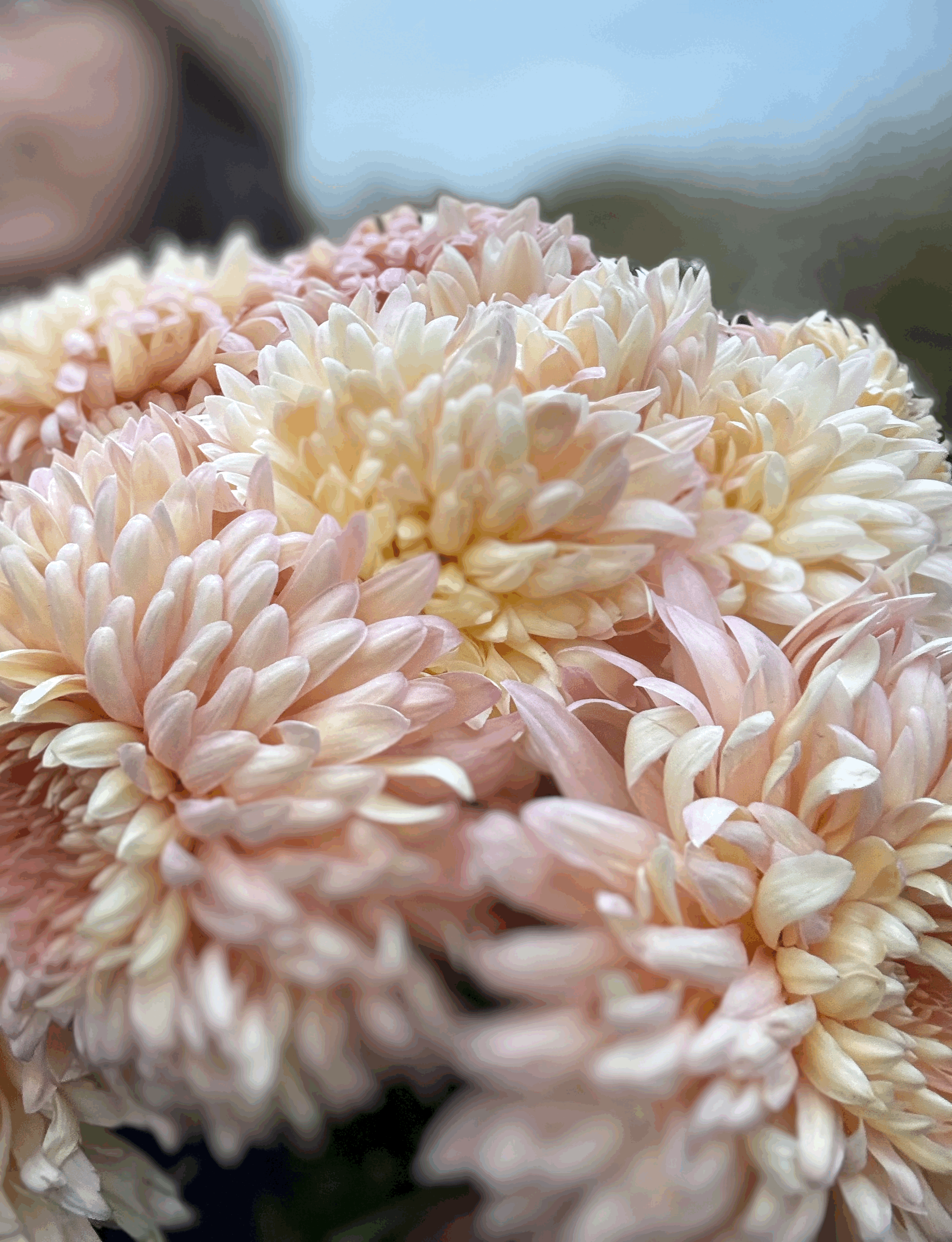 Picture of a chrysanthemum peach courtier flower