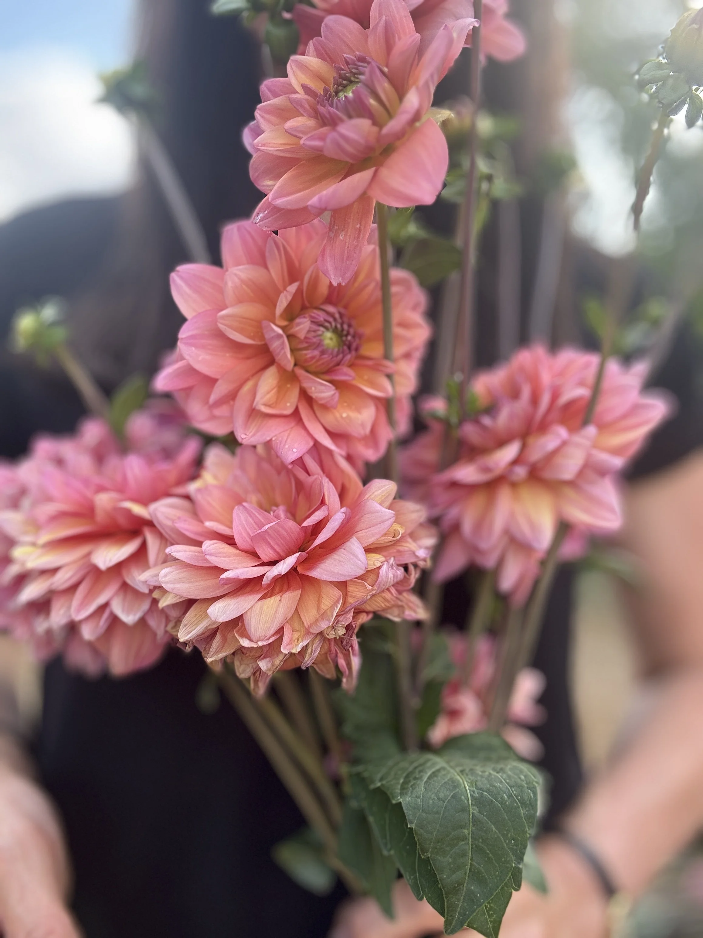 Dahlia Seed Decorative Seed Mix