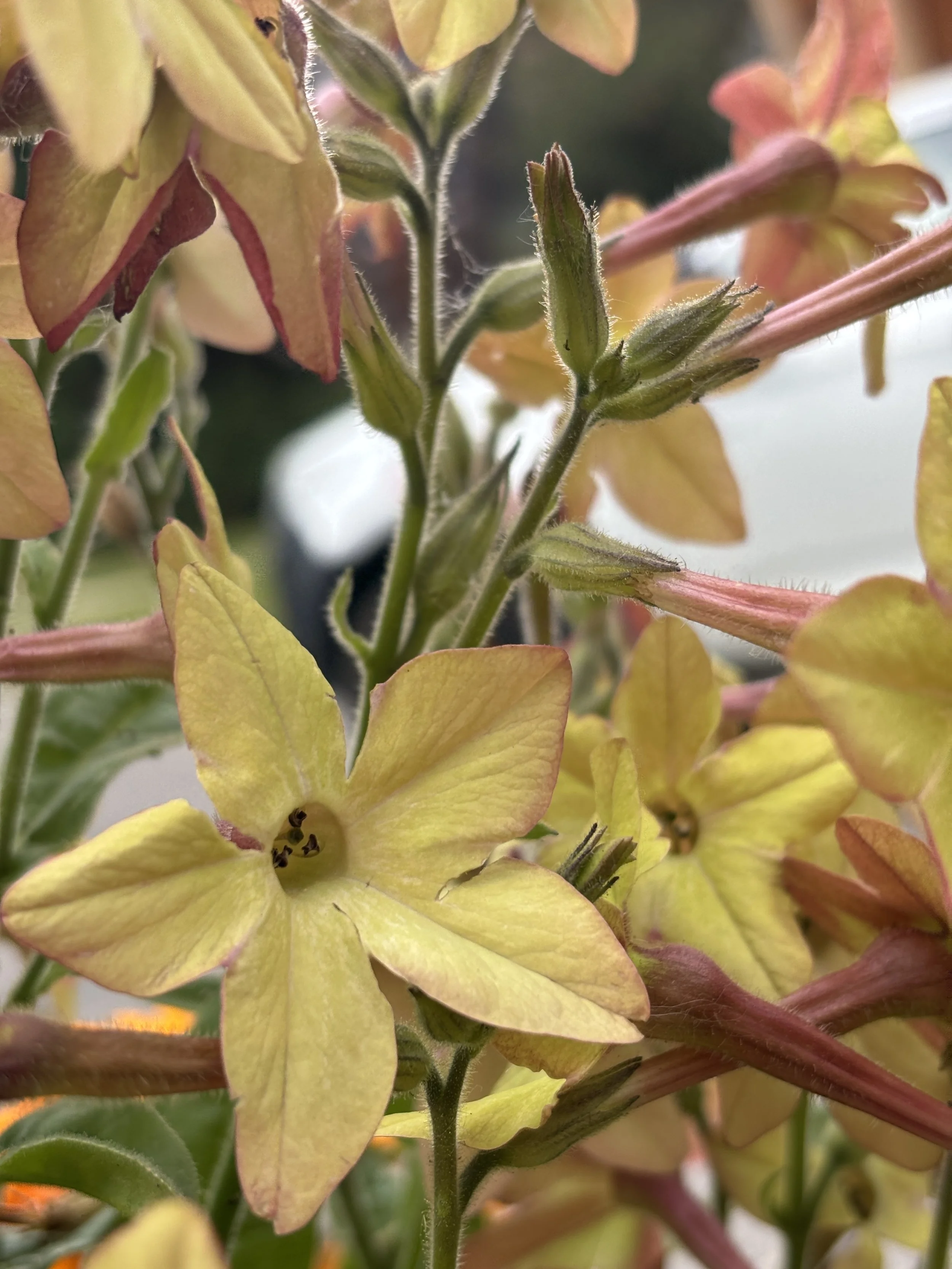 Image of a Nicotiana flower