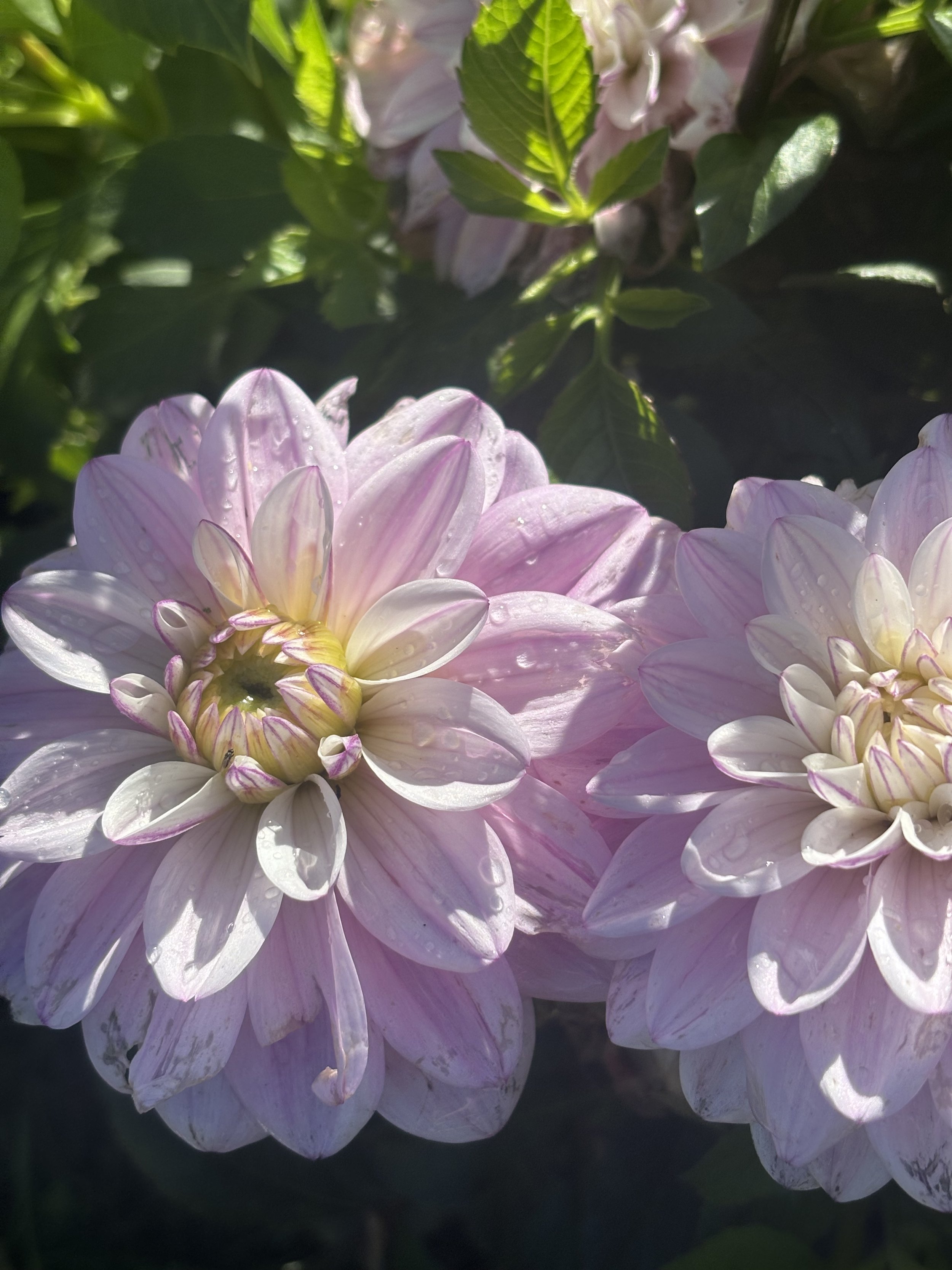 Picture of a cafe royal dahlia flower