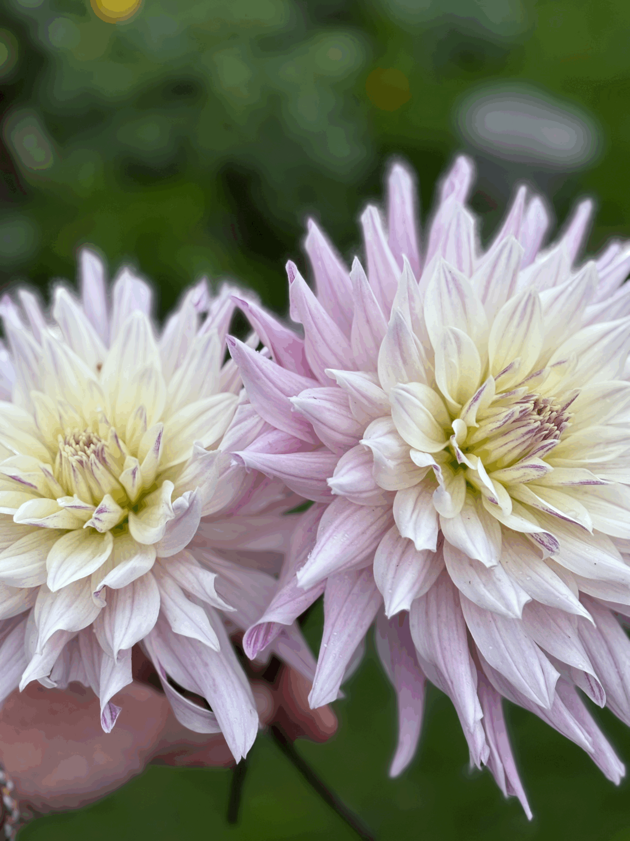Dahlia Labyrinth Two Tone Flower