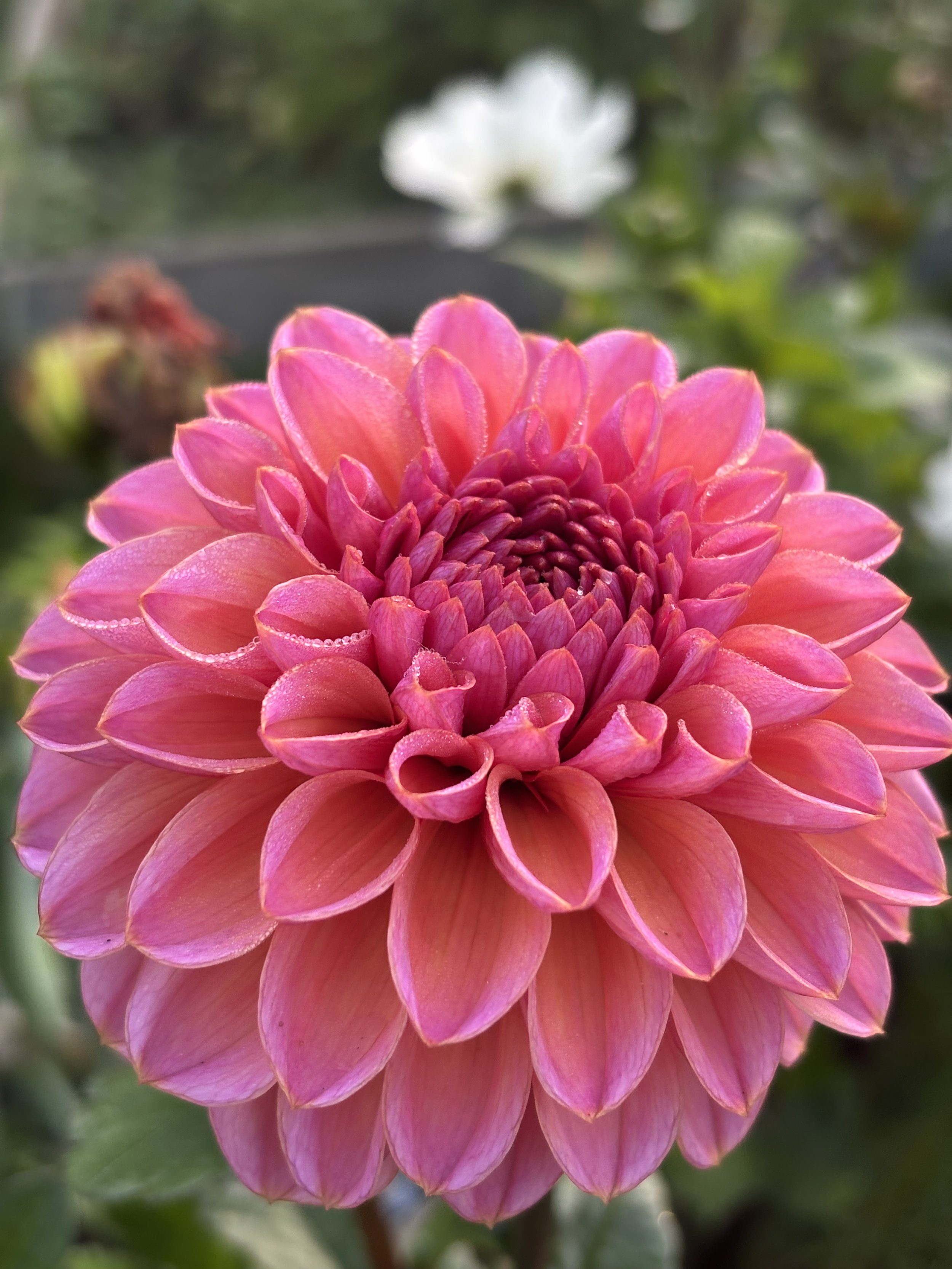 Picture of a Jowey Winnie dahlia flower