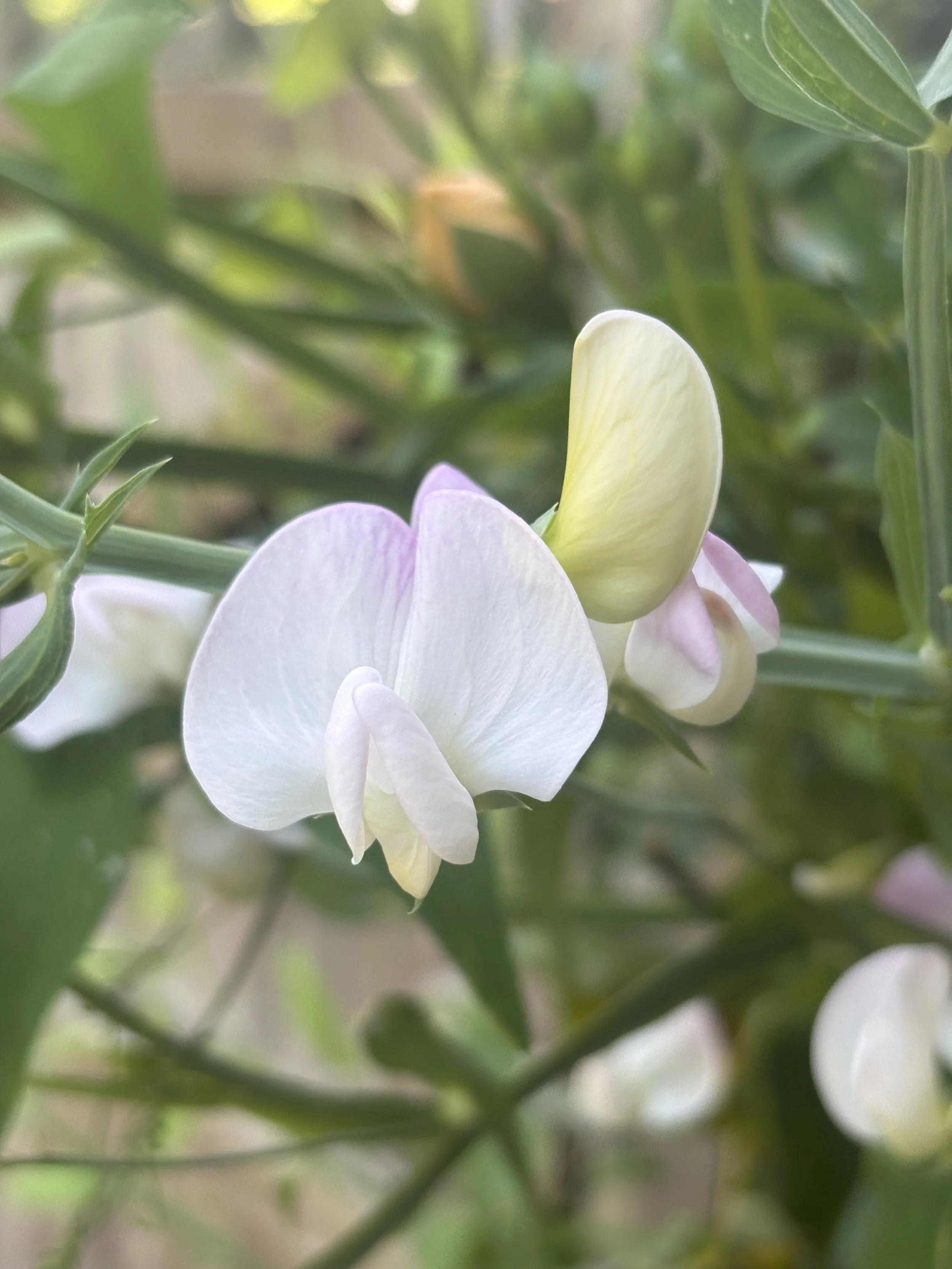 Picture of a perennial everlasting sweet pea Pink Pearl