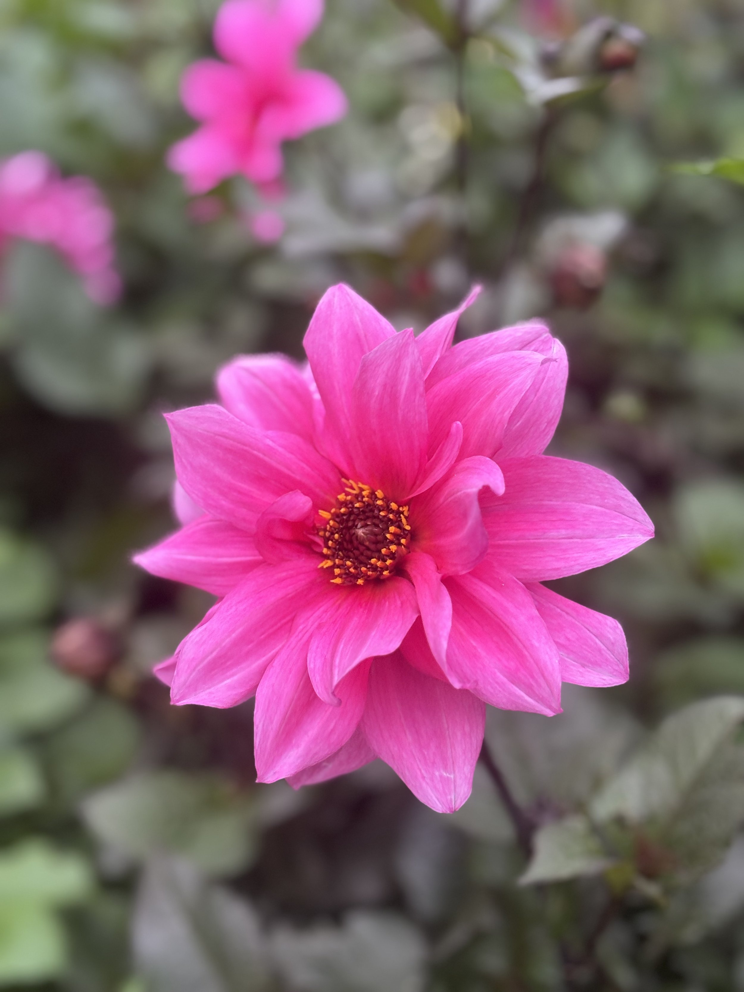 Picture of a Dahlia Fascination Flower