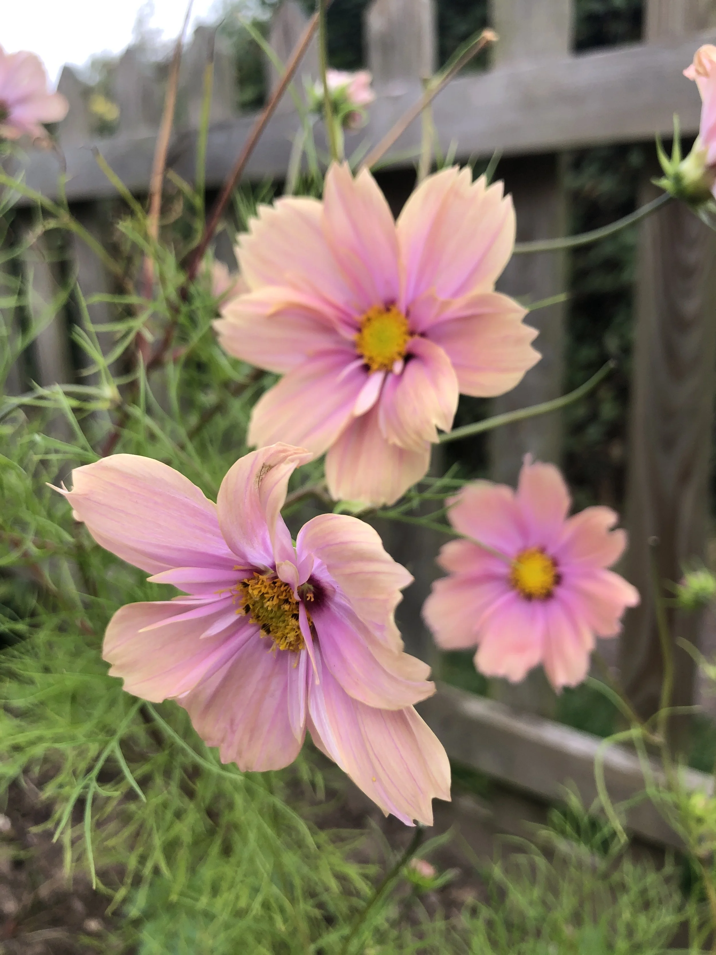 Image of a peach cosmos flower grown from seed sold by Missenden Seeds