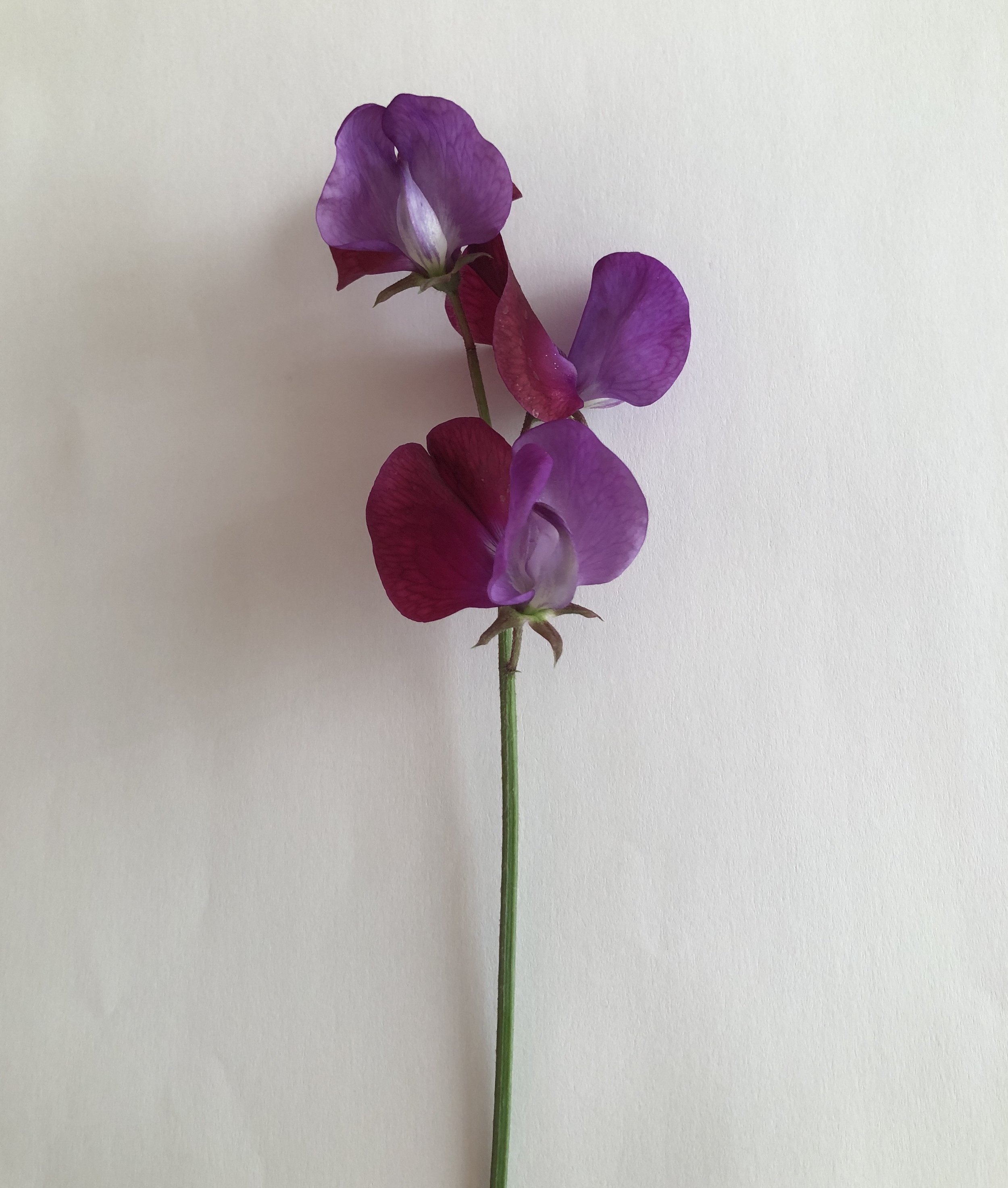 Image of Sweet Pea Matucana